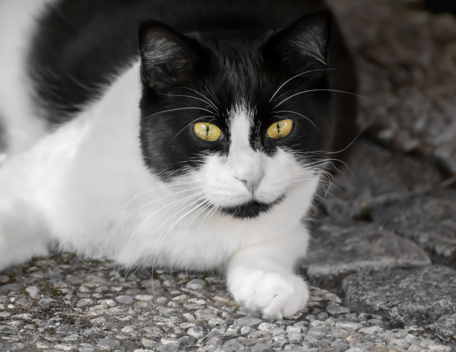 Canon EOS 200D (EOS Rebel SL2 / EOS Kiss X9) sample photo. Cat, domestic cat, cat's photography