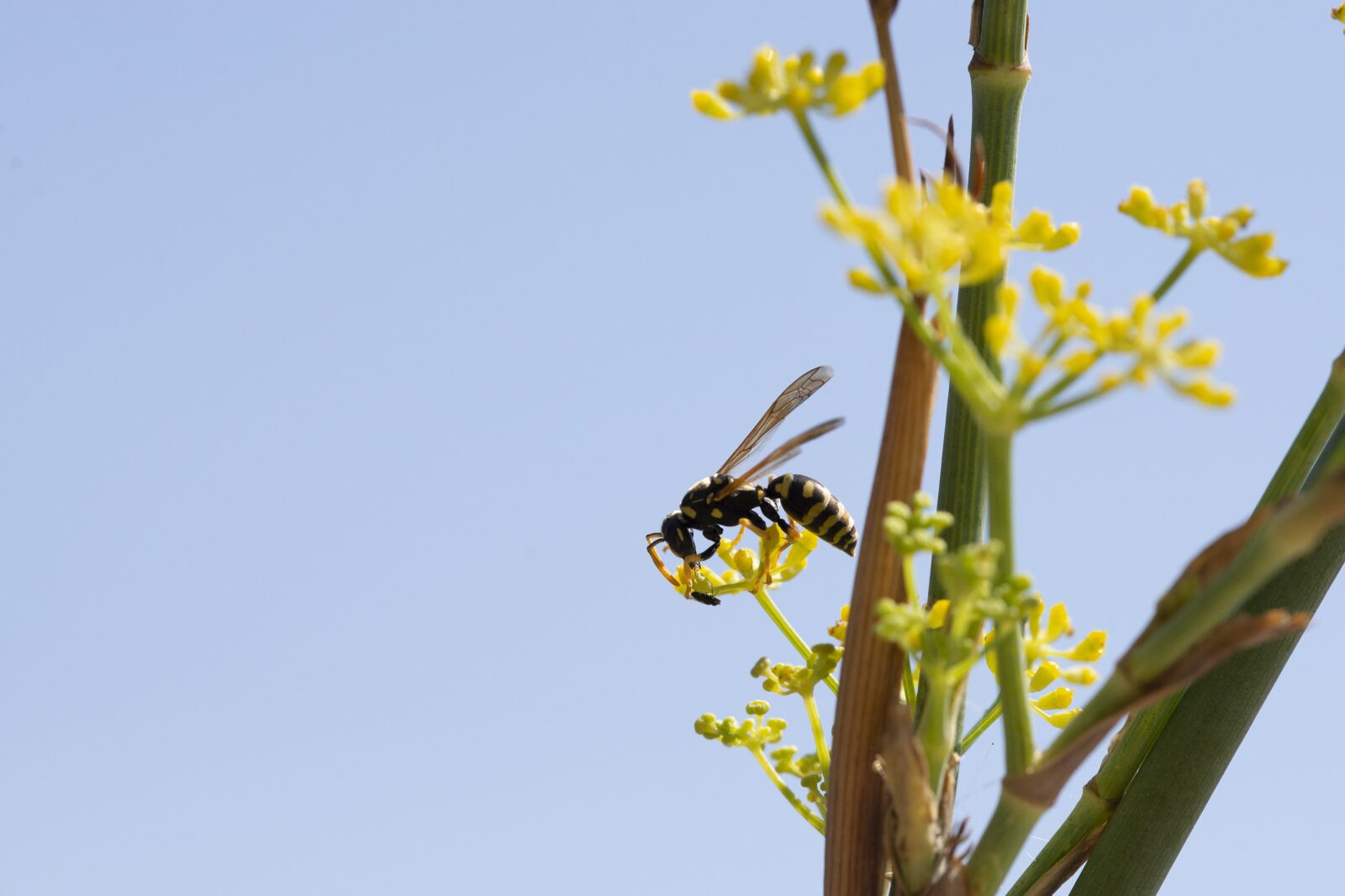 Nikon D600 sample photo. Wasp, nature, insect photography