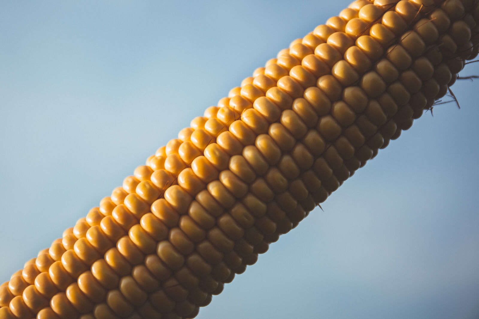 Canon EF 24-70mm F4L IS USM sample photo. Corn, with, blue, sky photography