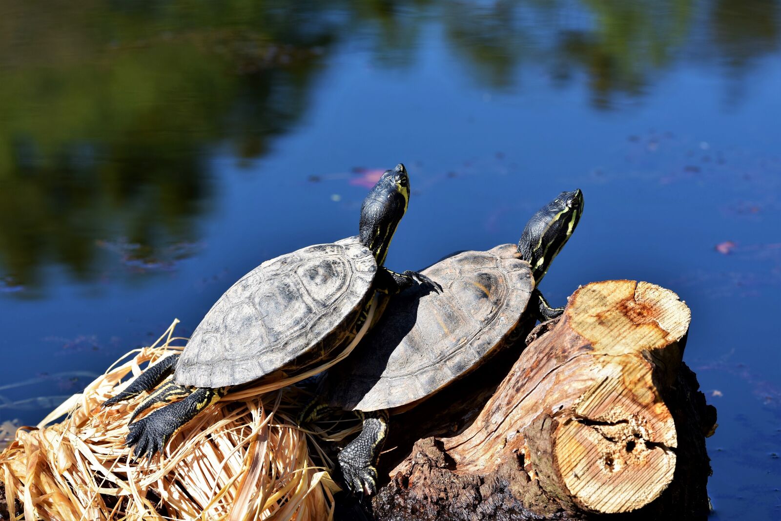 Nikon D7200 sample photo. Turtles, reptile, tortoise shell photography