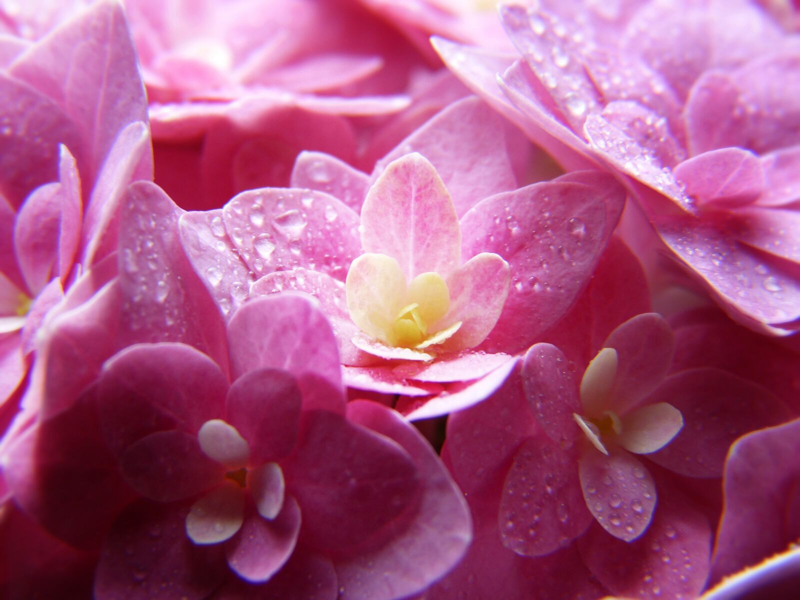 Panasonic Lumix DMC-FZ150 sample photo. Hydrangea, pink, blossom photography
