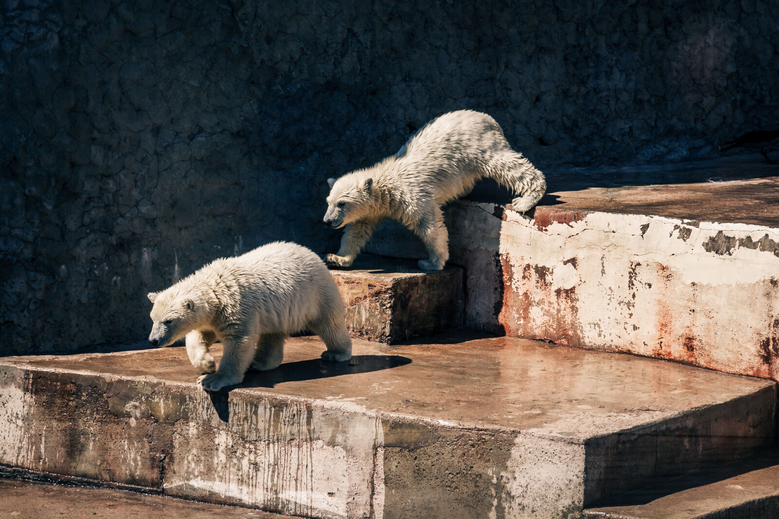 Canon EF-S 17-85mm F4-5.6 IS USM sample photo. Bear, cub, teddy, bear photography