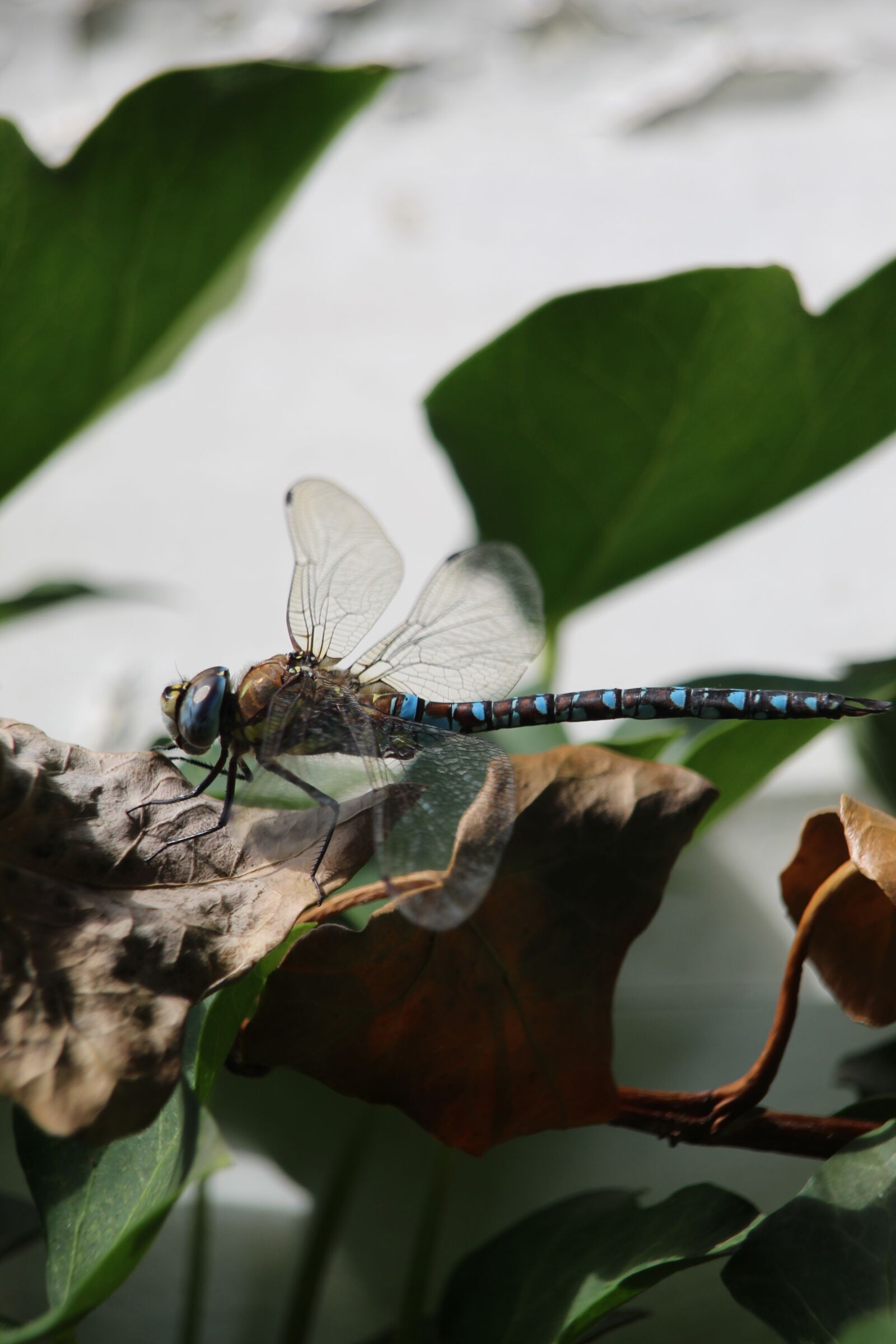 Canon EOS 1300D (EOS Rebel T6 / EOS Kiss X80) + Canon TS-E 90mm F2.8 Tilt-Shift sample photo. Ważka, insect, nature photography