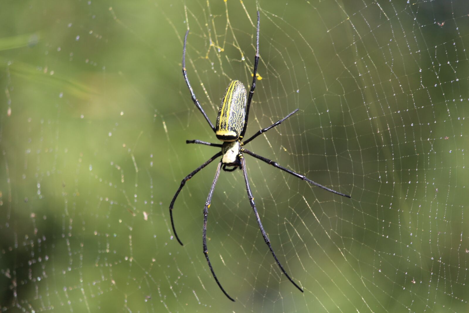 Canon EOS 1200D (EOS Rebel T5 / EOS Kiss X70 / EOS Hi) sample photo. Spider, insect, spiderweb photography