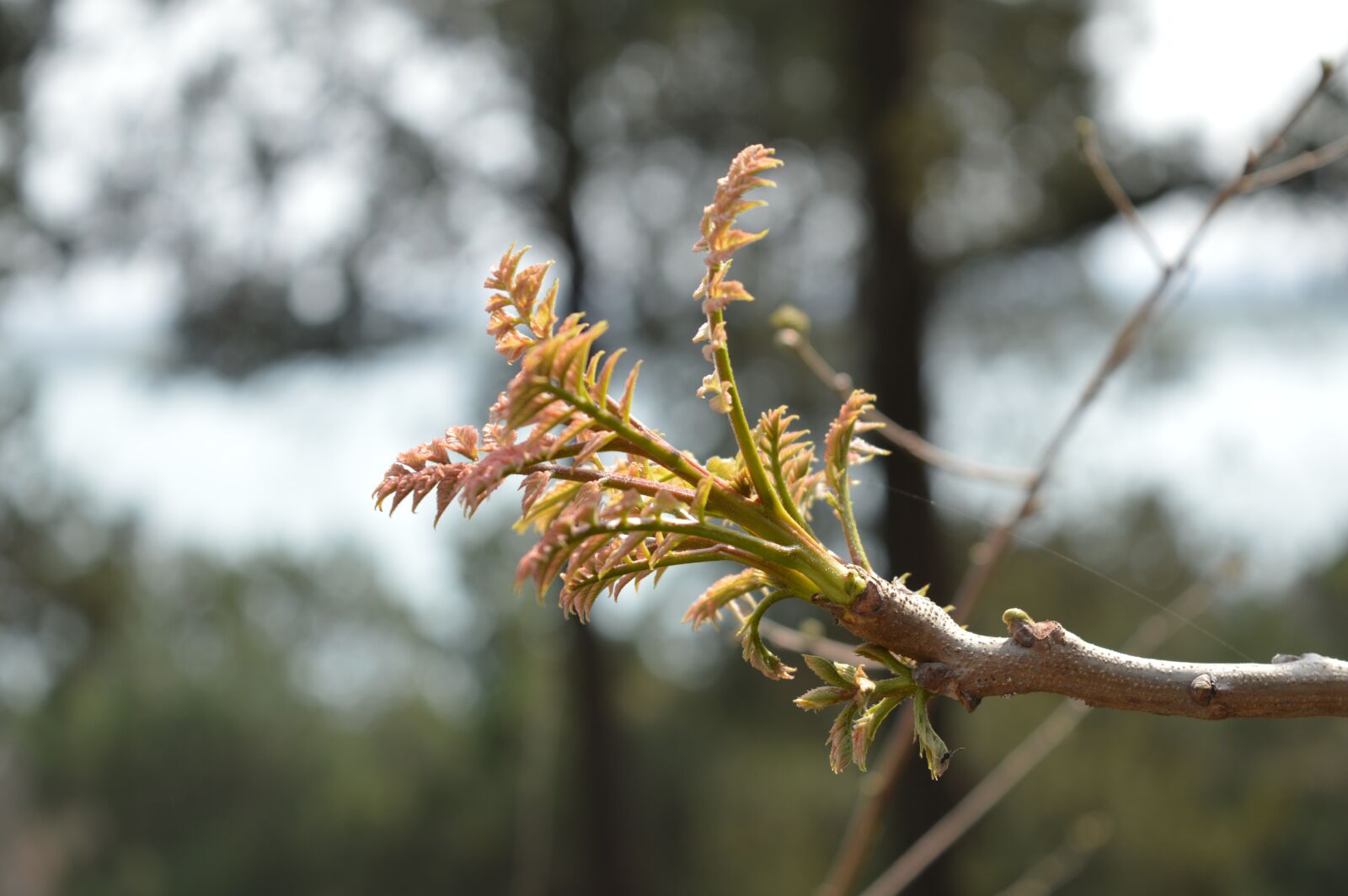 Nikon D3200 sample photo. Spring, blossom, bloom photography