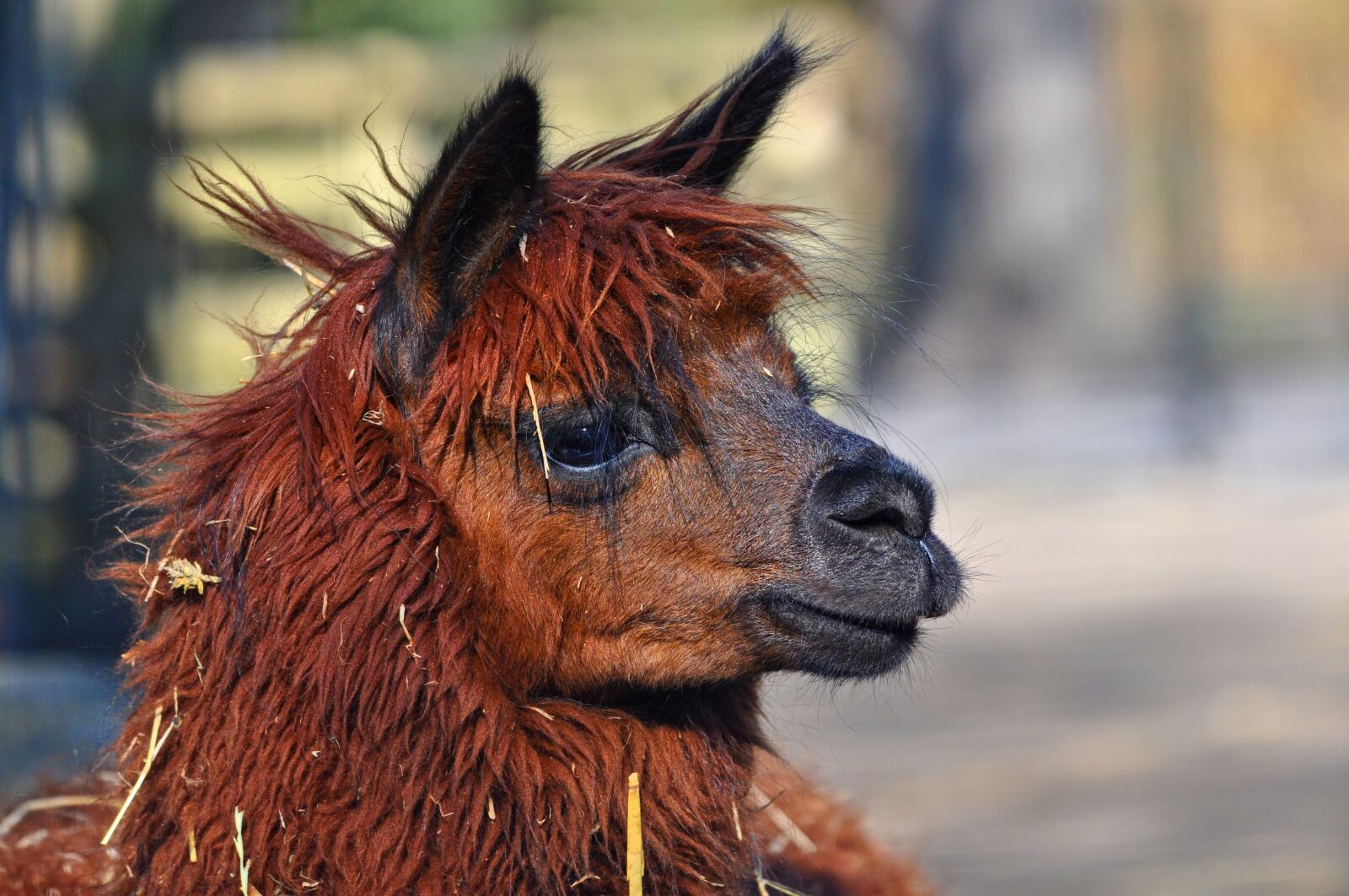 Nikon D90 sample photo. Alpaca, animal, mammal photography