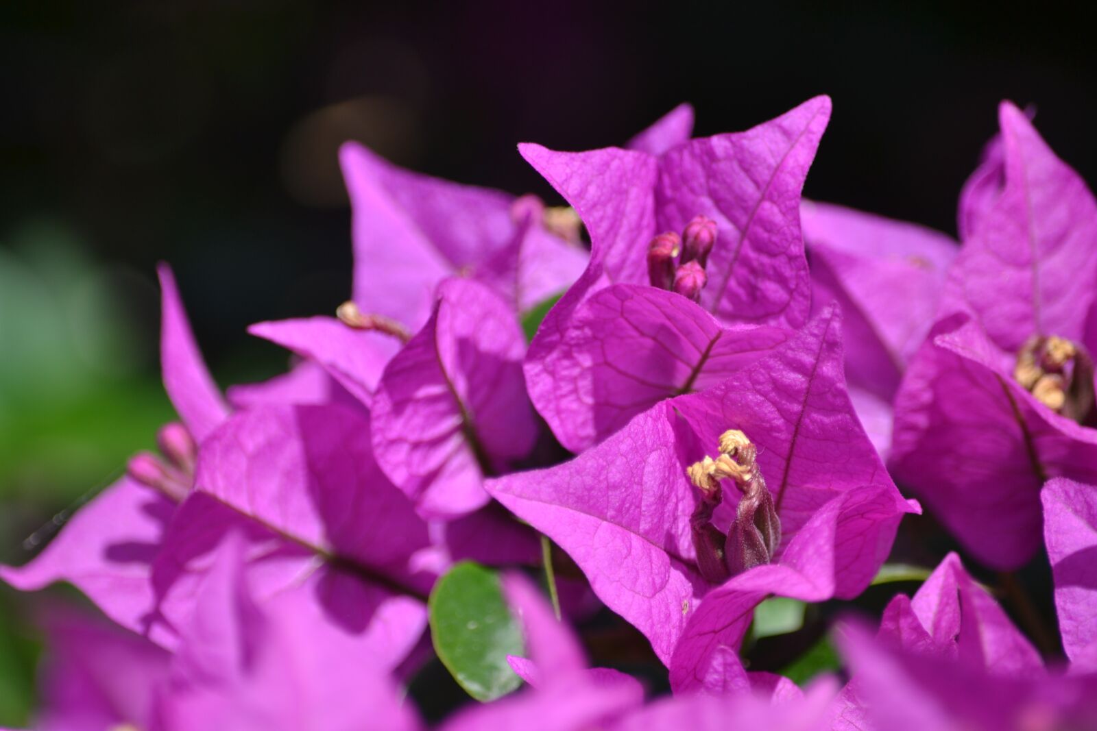 Nikon D3100 sample photo. Flower, purple, plant photography