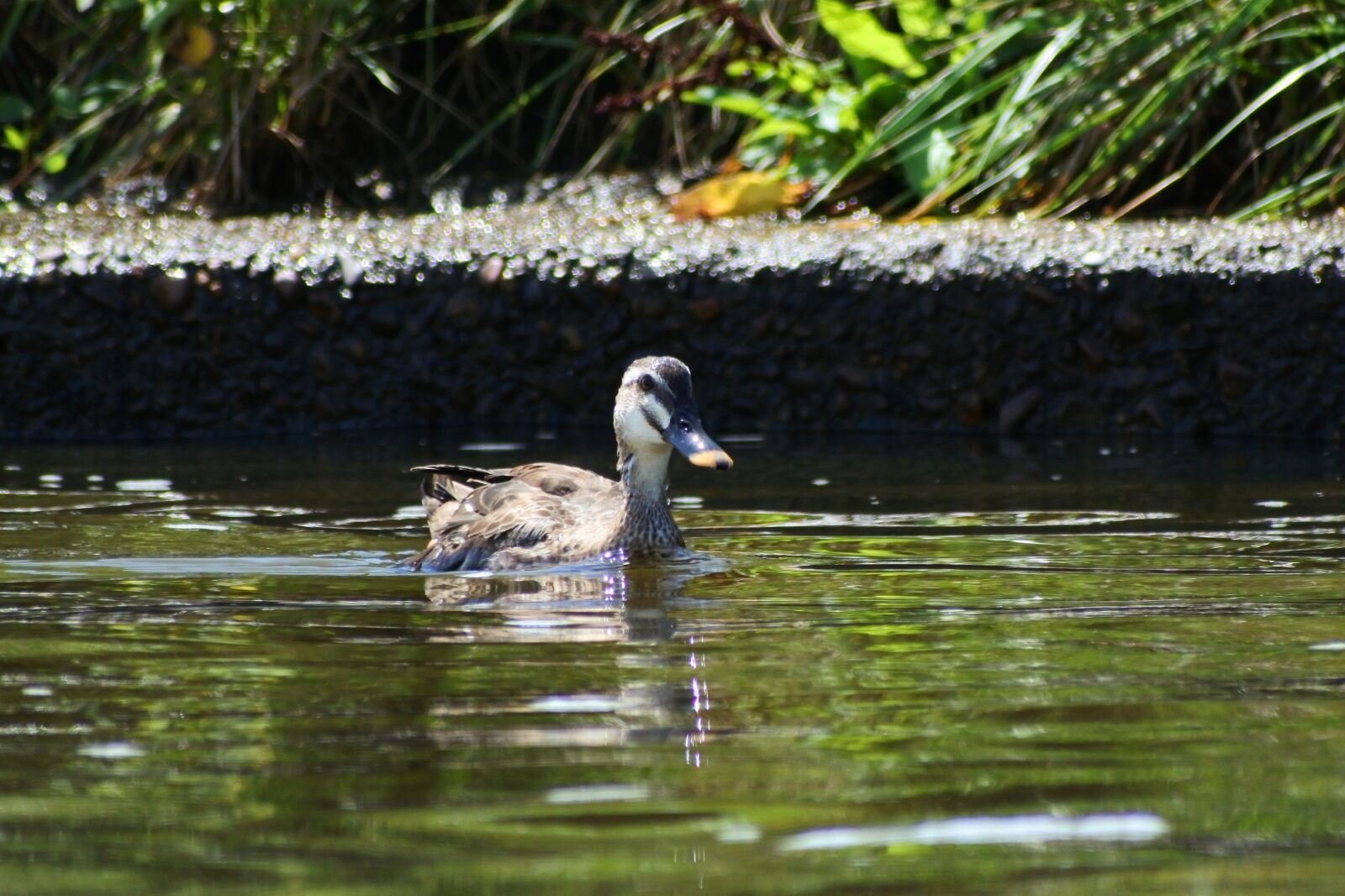 VR 70-300mm f/4.5-6.3G sample photo. Animal, river, waterside photography