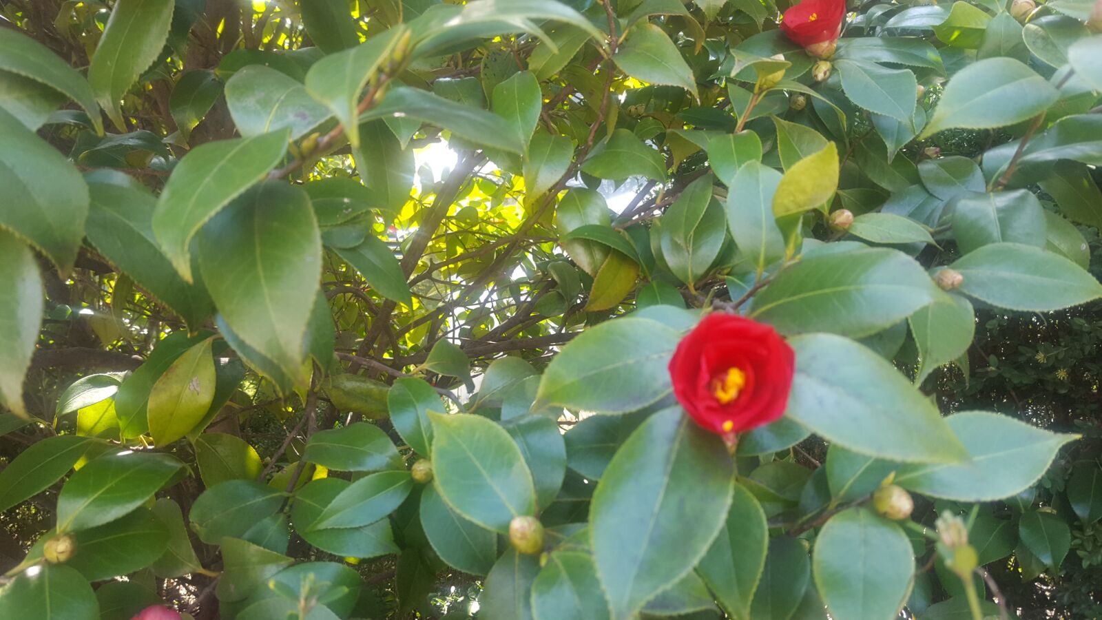 Samsung GALAXY S6 edge sample photo. Town, camellia flower, march photography