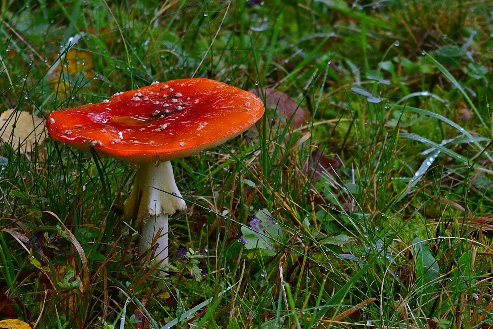 Nikon D5200 sample photo. Forest, mushroom, fly agaric photography