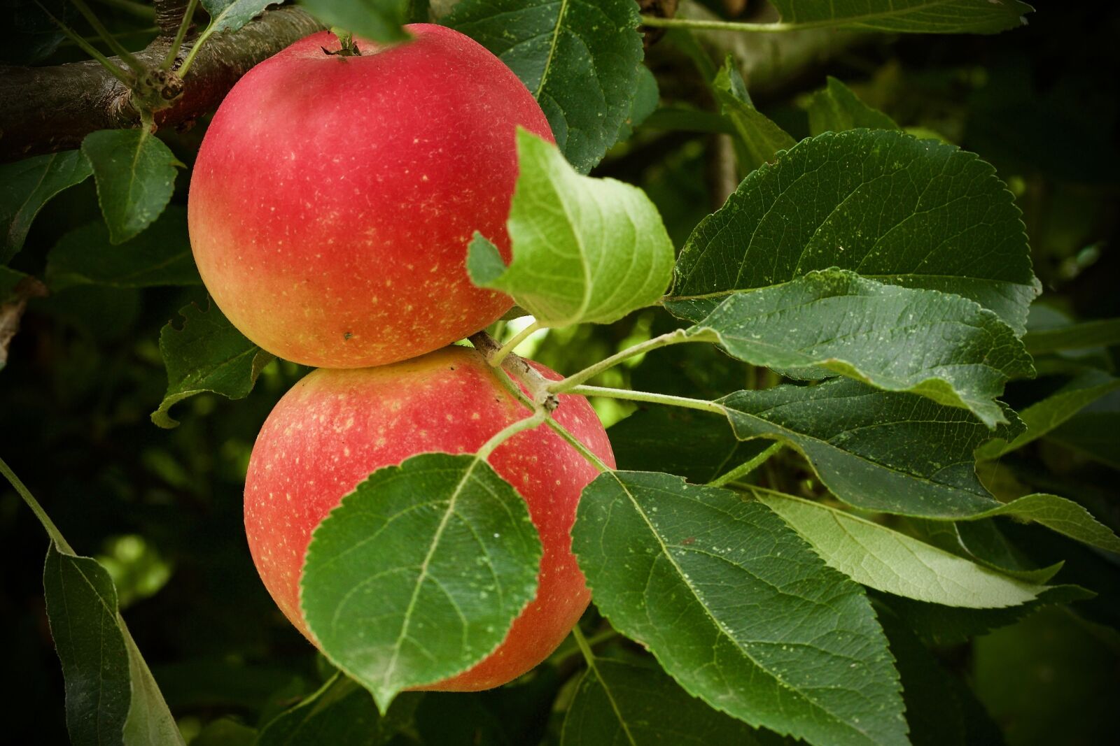 Canon EOS 1100D (EOS Rebel T3 / EOS Kiss X50) + Canon EF 50mm F1.8 STM sample photo. Apple, tree, fruit photography