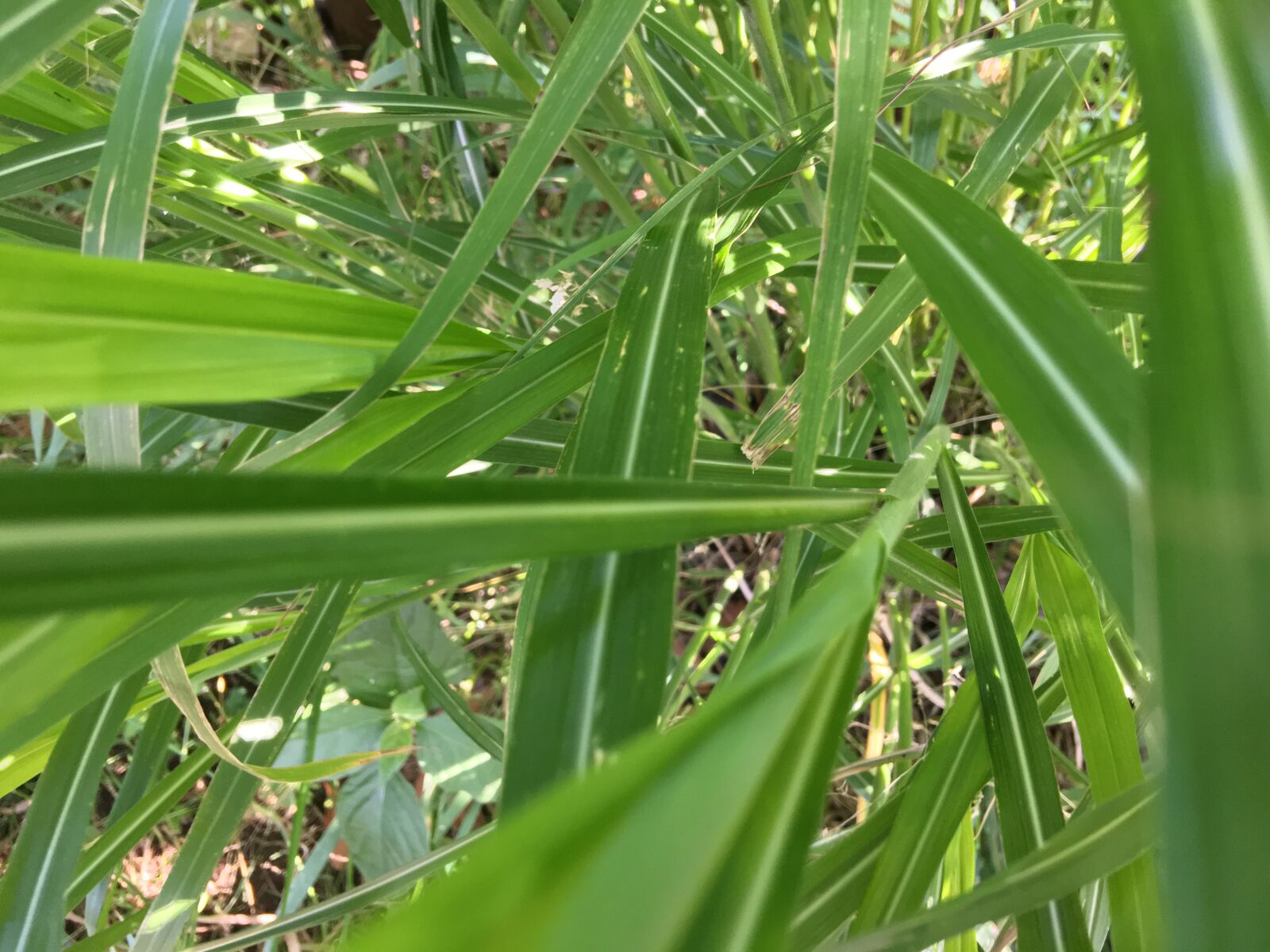 iPhone 6s Plus back camera 4.15mm f/2.2 sample photo. Plants, leaves, close-up photography