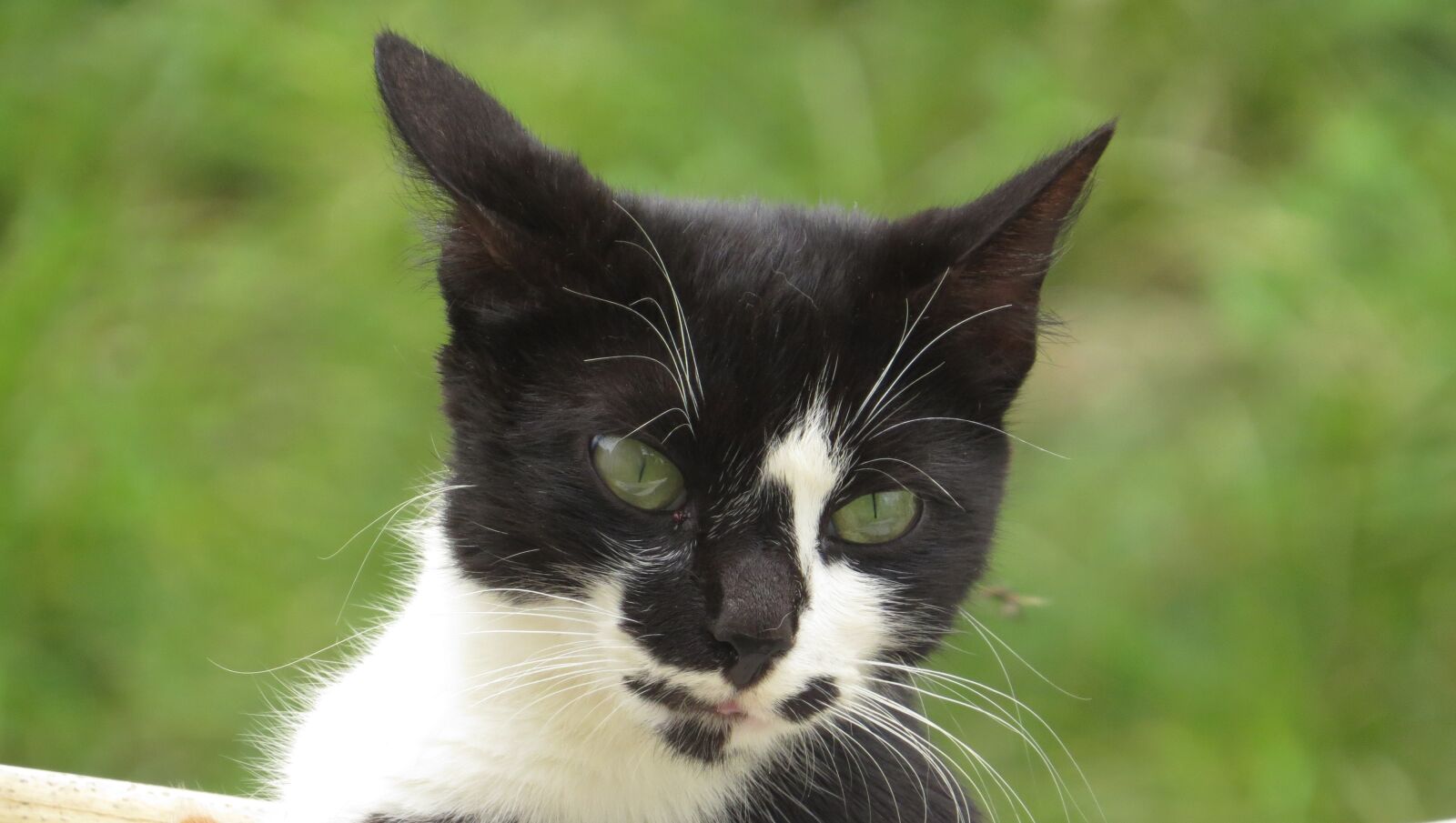 Canon PowerShot SX50 HS sample photo. Animal, cat, cat eyes photography