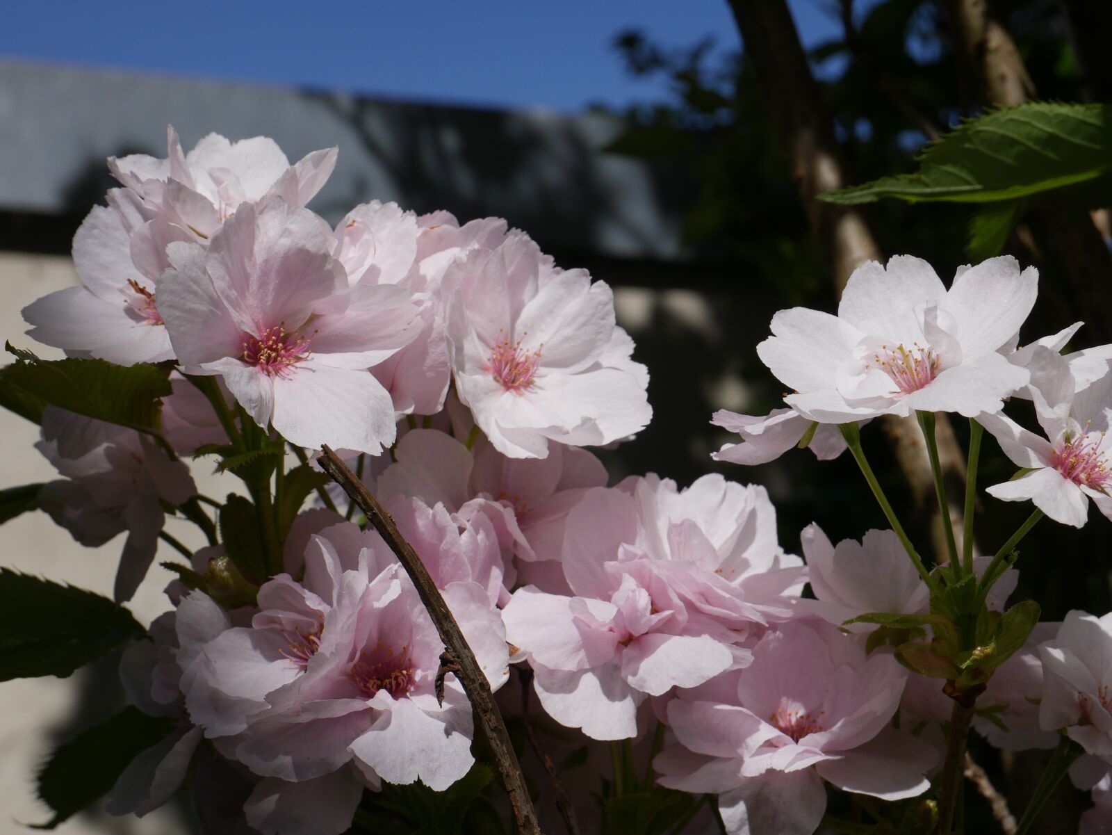 Panasonic DMC-G70 sample photo. Ornamental cherry, blossom, bloom photography