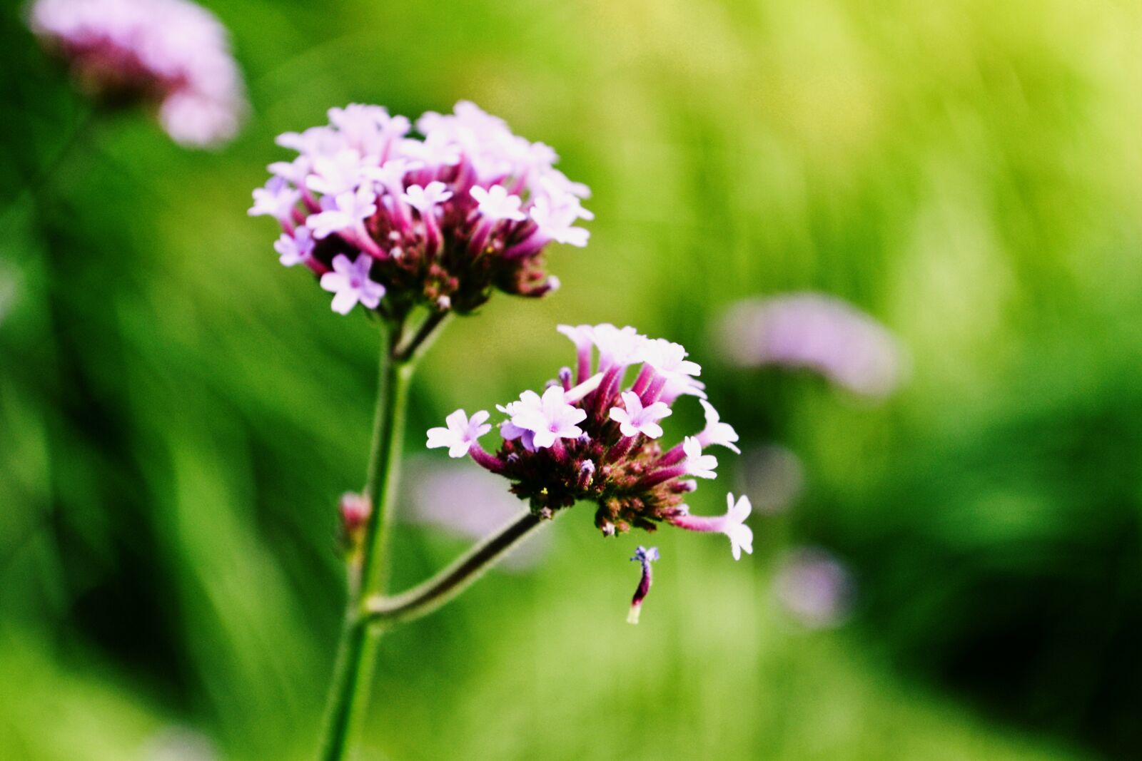 Nikon D3100 sample photo. Pink, blossom, bloom photography