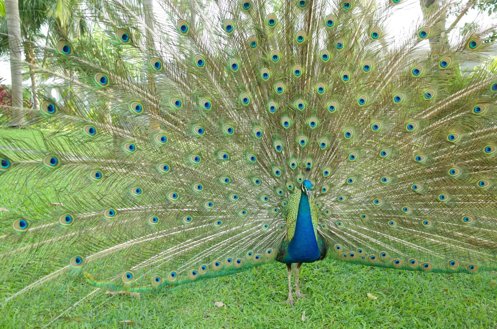 GR Lens sample photo. Peacock, feathers, bird photography