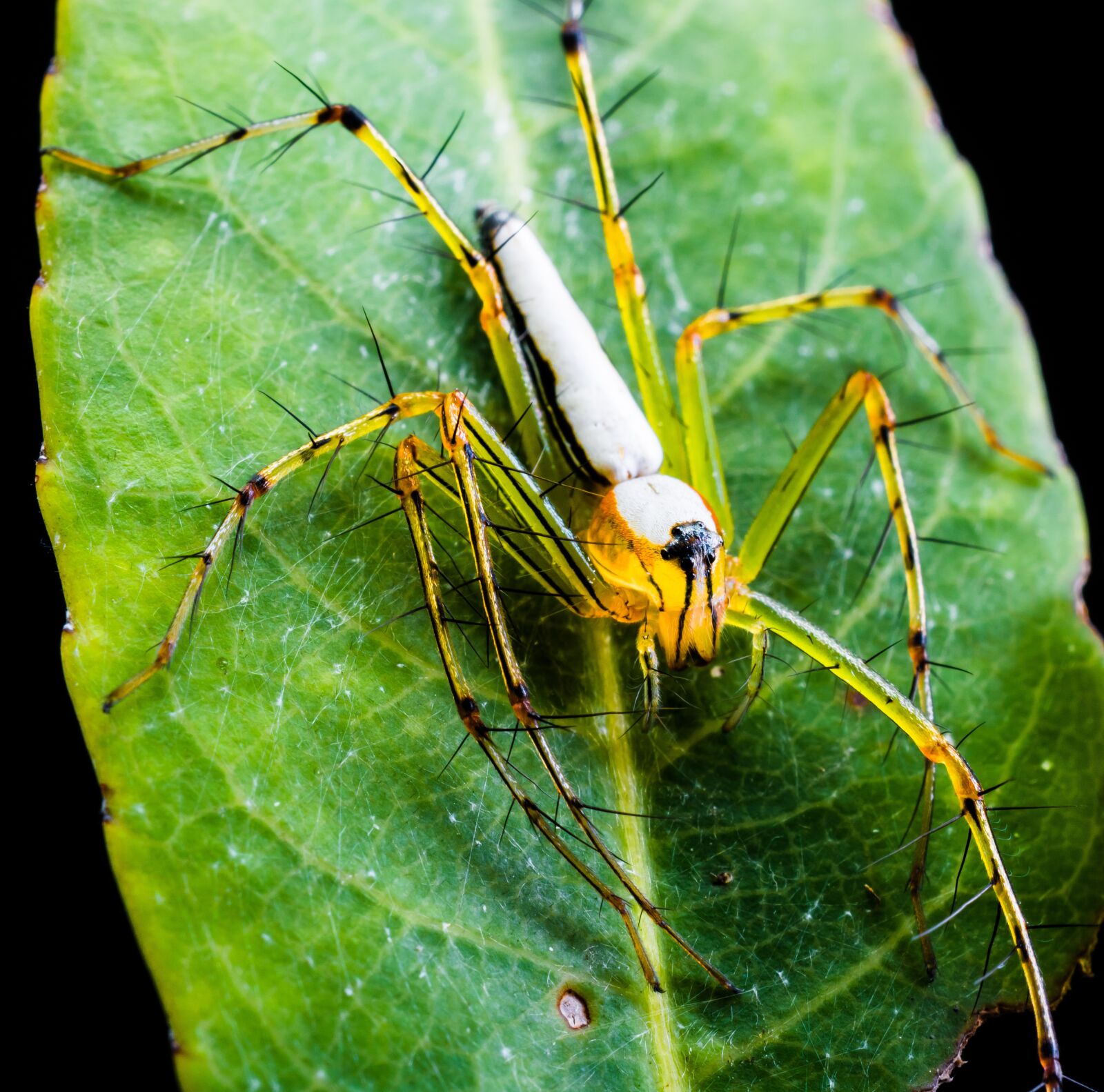 Nikon D5200 sample photo. Spider, arachnid, insect photography