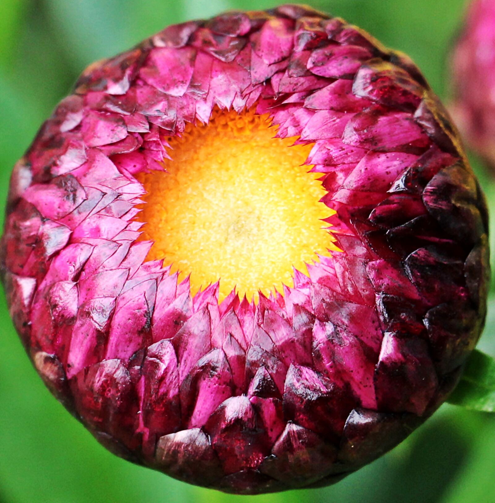 Canon EOS 550D (EOS Rebel T2i / EOS Kiss X4) sample photo. Italicum, bud, immortelle bud photography