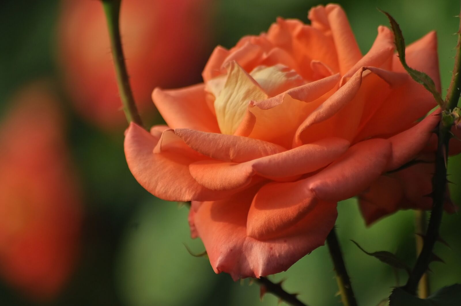 Nikon D90 sample photo. Rose, color, aroma photography
