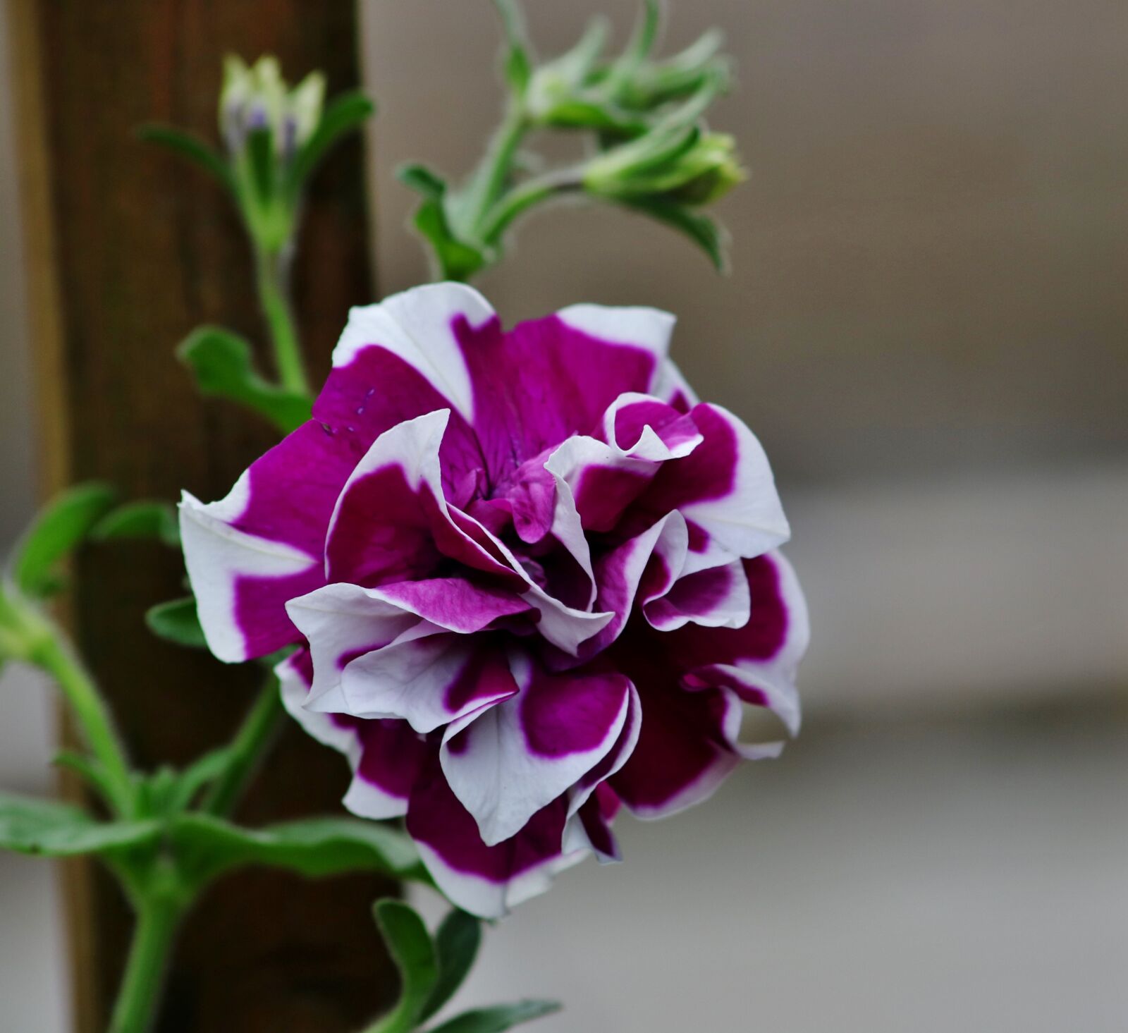 Canon EOS 750D (EOS Rebel T6i / EOS Kiss X8i) sample photo. Flower, garden, purple and photography