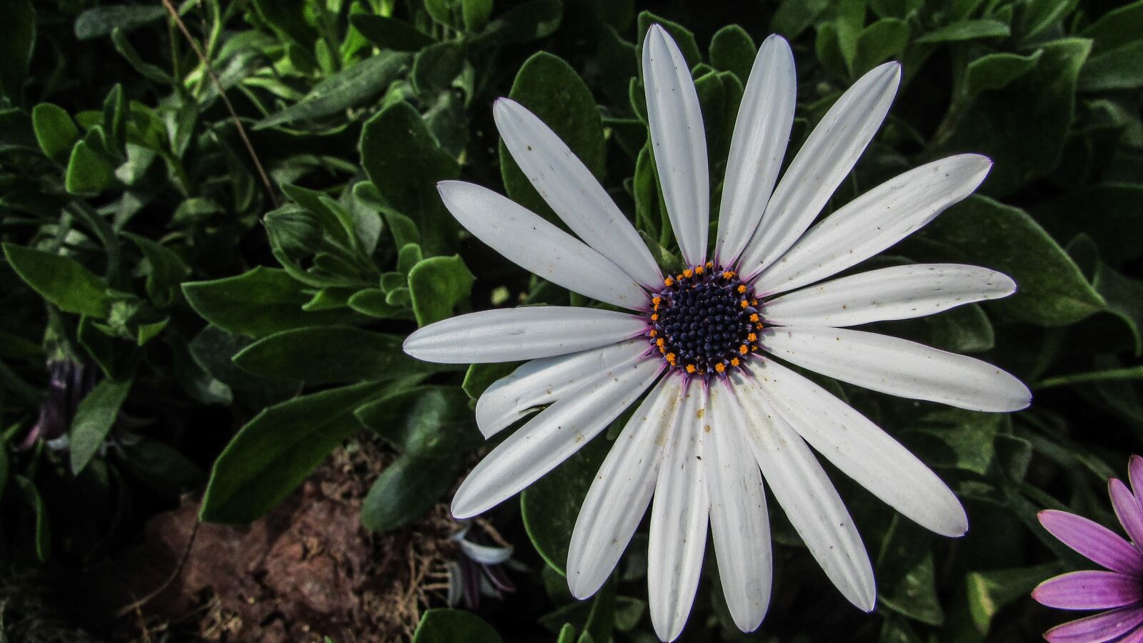 Canon PowerShot SX400 IS sample photo. Flower, daisy, floral photography