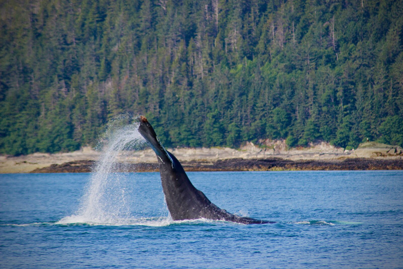 Canon EOS 600D (Rebel EOS T3i / EOS Kiss X5) sample photo. Tail, whale, ocean photography