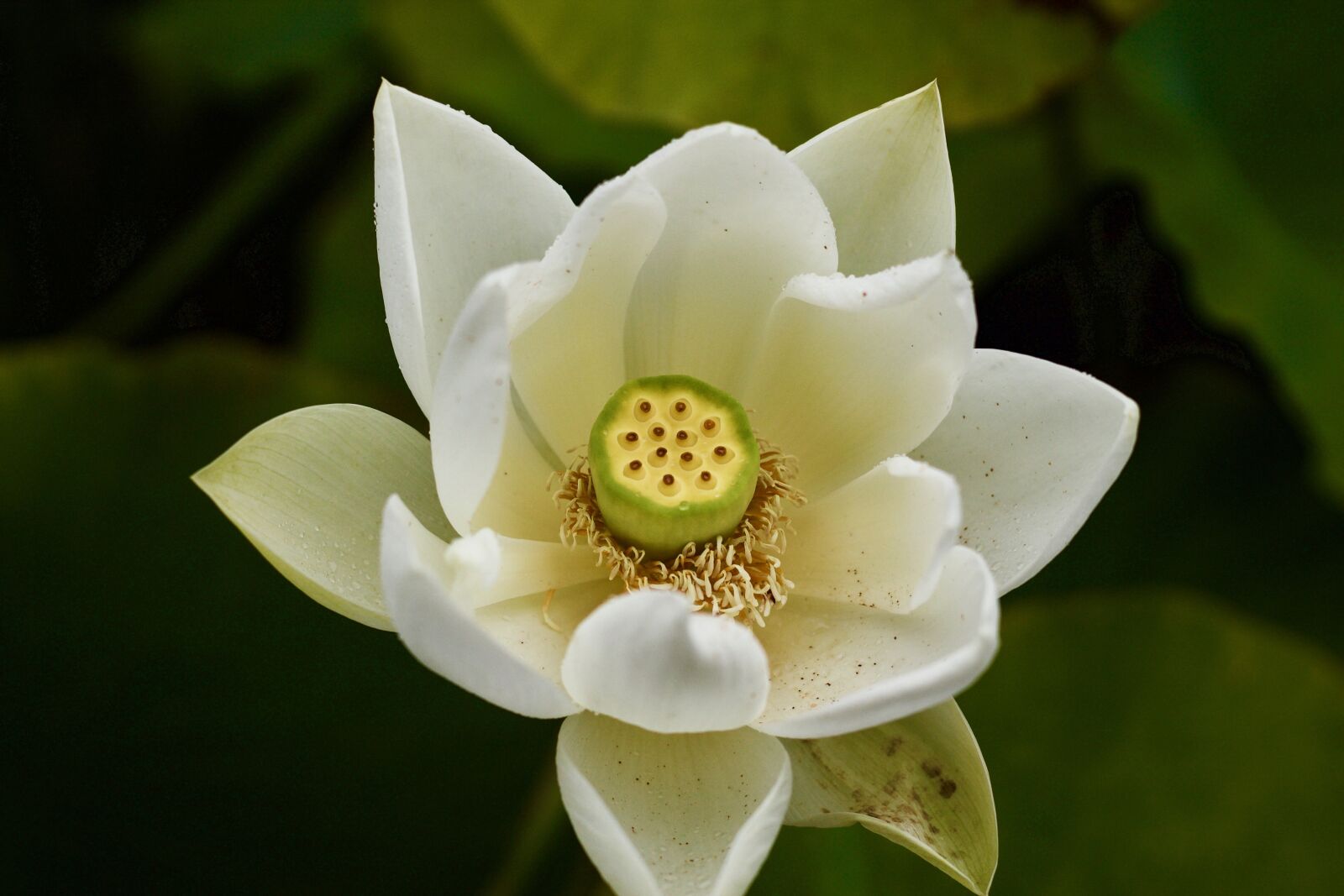 Canon EOS 1100D (EOS Rebel T3 / EOS Kiss X50) + Canon EF 50mm F1.8 STM sample photo. Waterlilly, water lilly, pond photography
