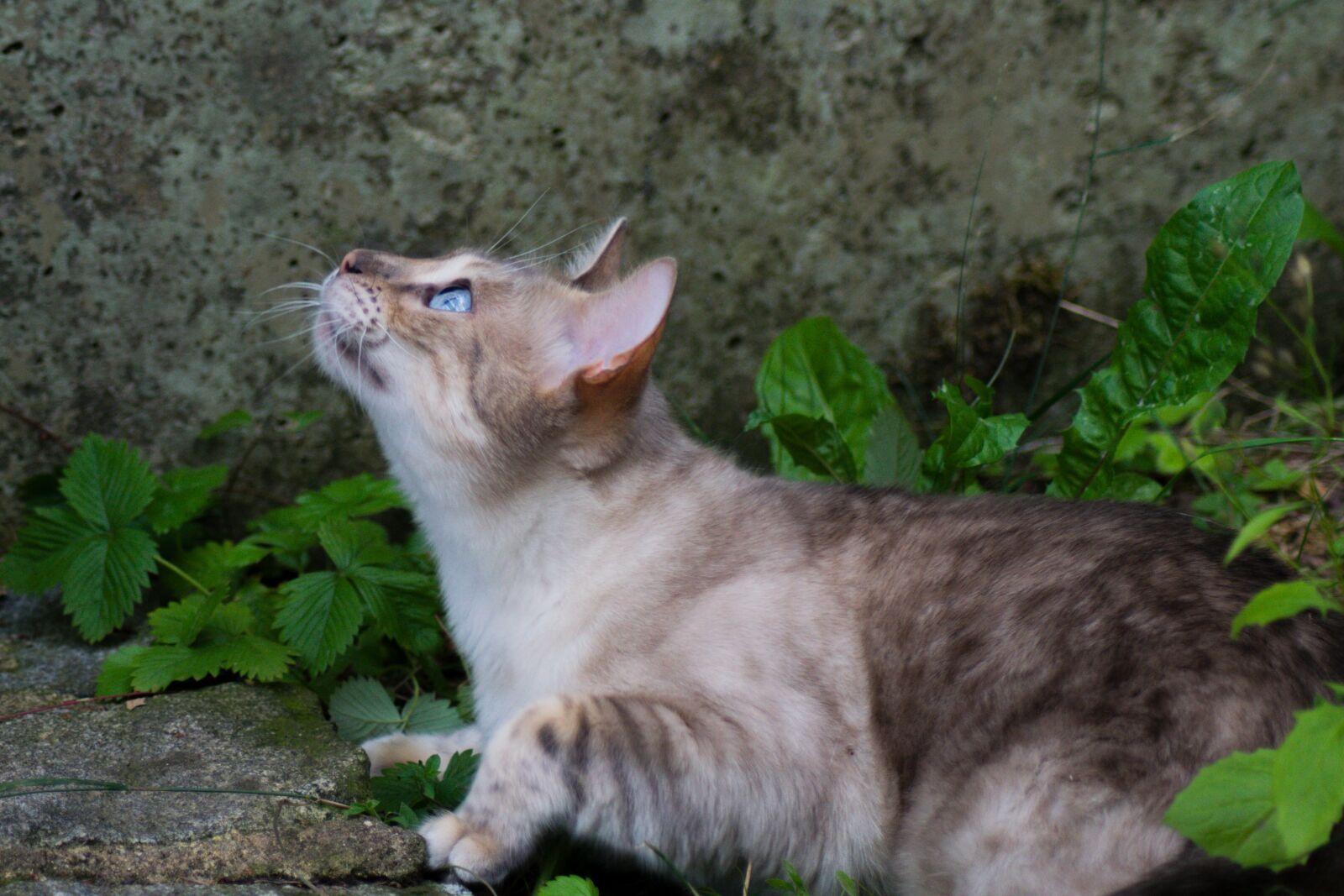Nikon D5300 sample photo. Cat, bengal, pet photography