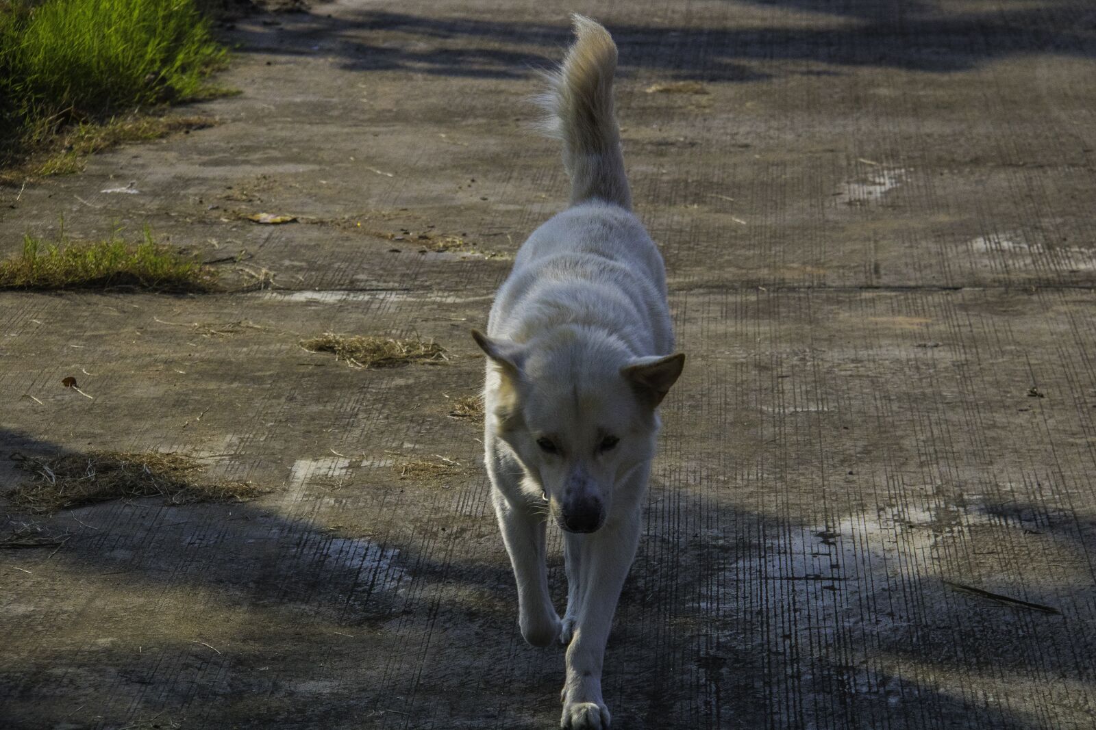 Canon EF-S 18-200mm F3.5-5.6 IS sample photo. Dog, prowl, walk photography