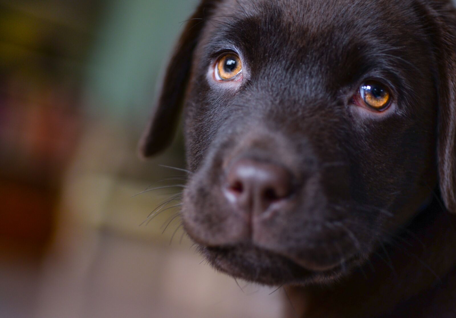 Nikon D610 sample photo. Young, labrador, puppy photography