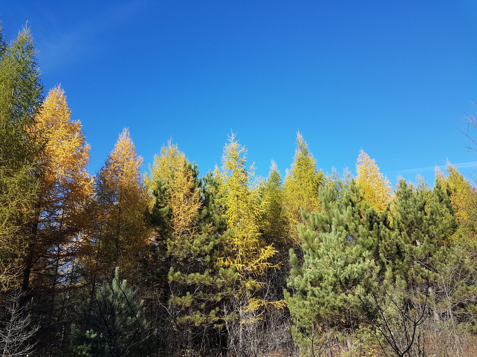 Samsung Galaxy S7 Edge sample photo. Tree tops, fall, sky photography