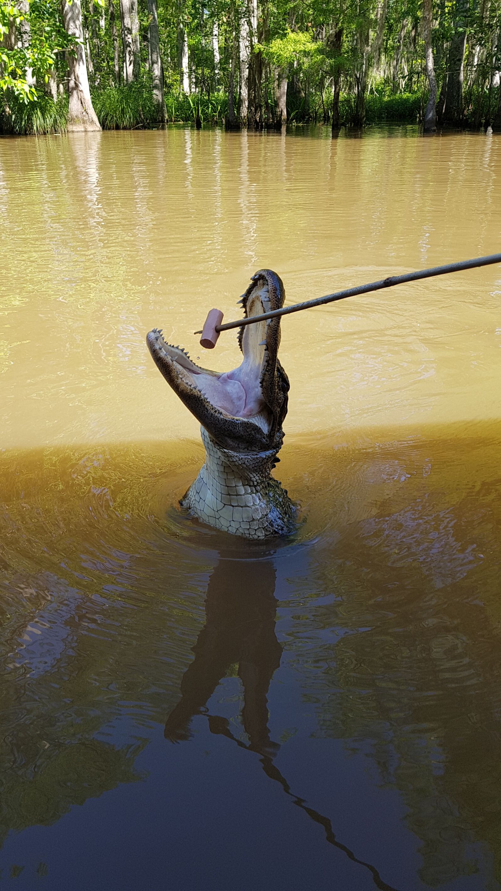 Samsung Galaxy S7 sample photo. Swamp tour, swamp, eat photography