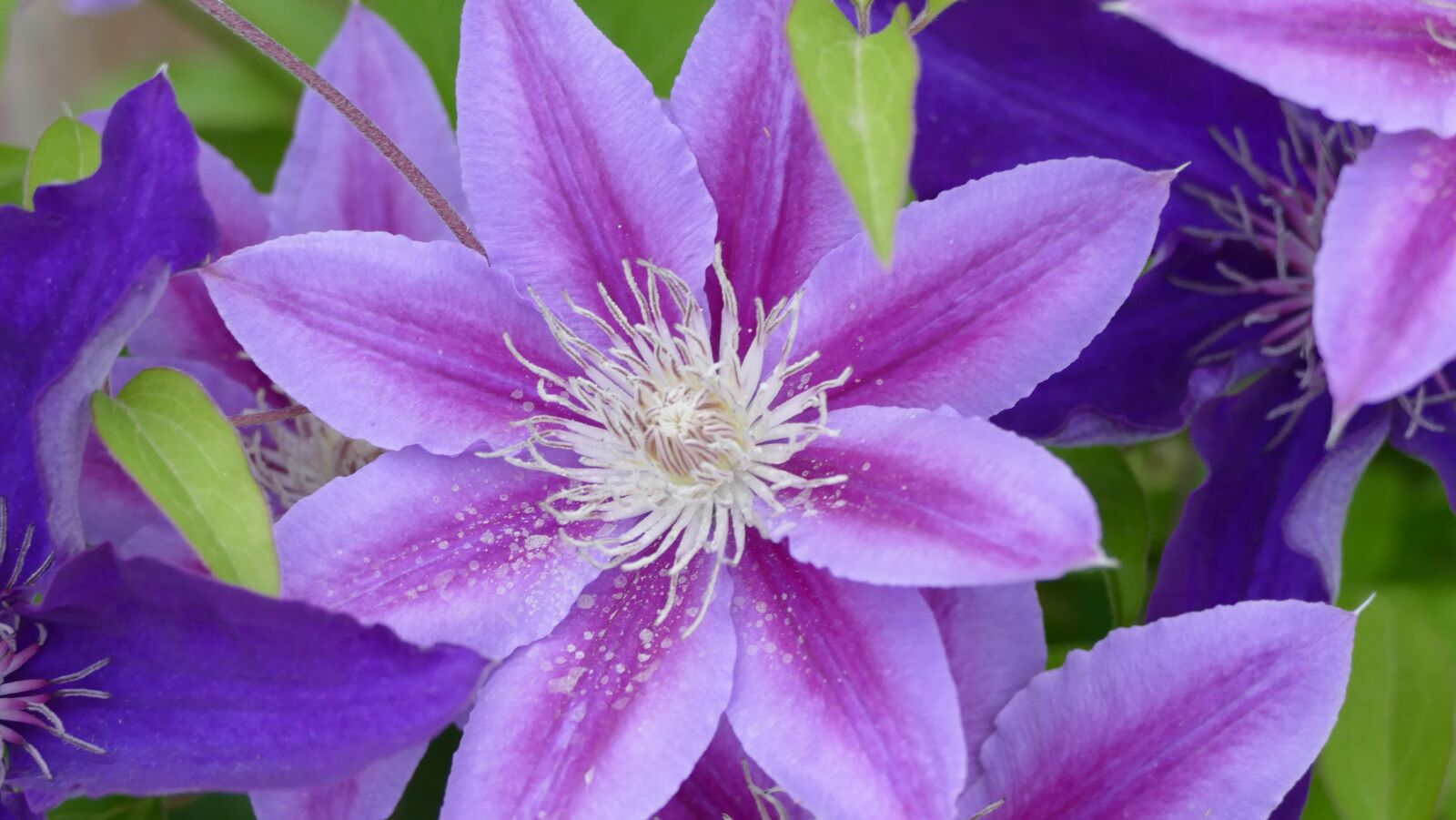Panasonic Lumix DMC-FZ1000 sample photo. Flowers, purple, lavender photography