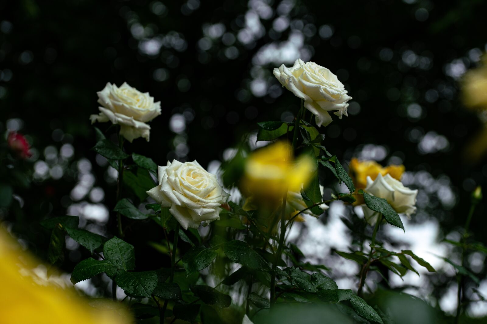 105mm F2.8 sample photo. Rose, white, yellow photography