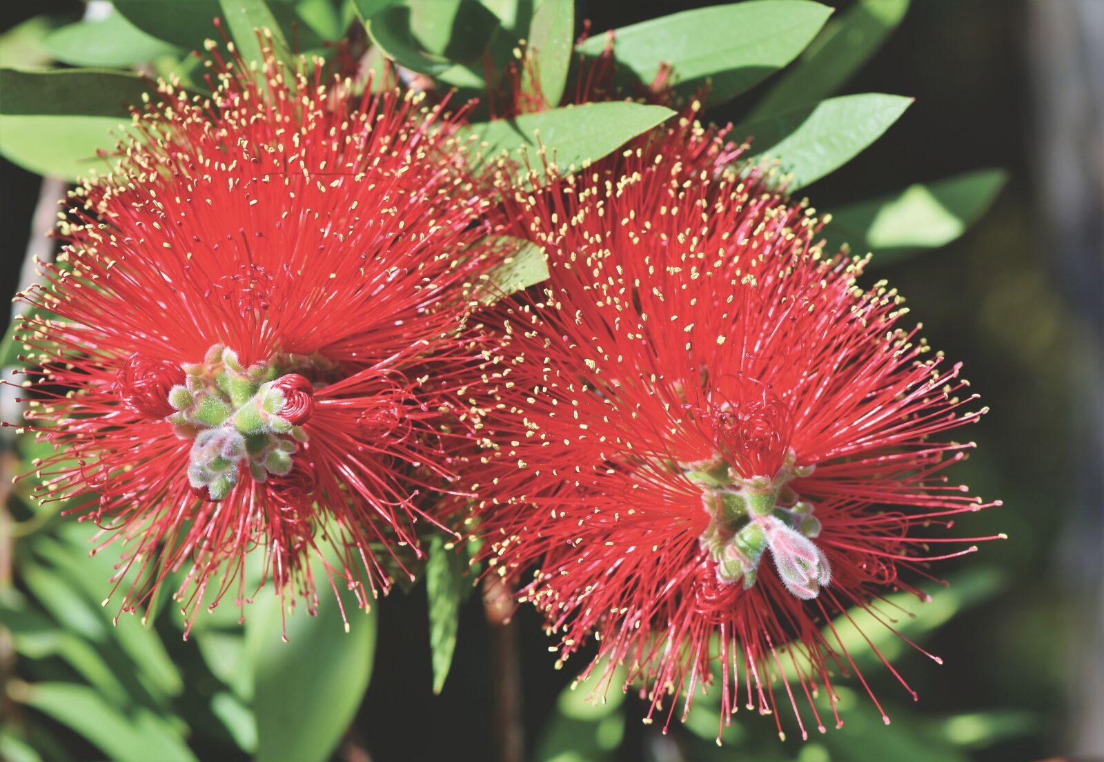 Nikon D7200 sample photo. Bottlebrush, callistemon, flowers photography