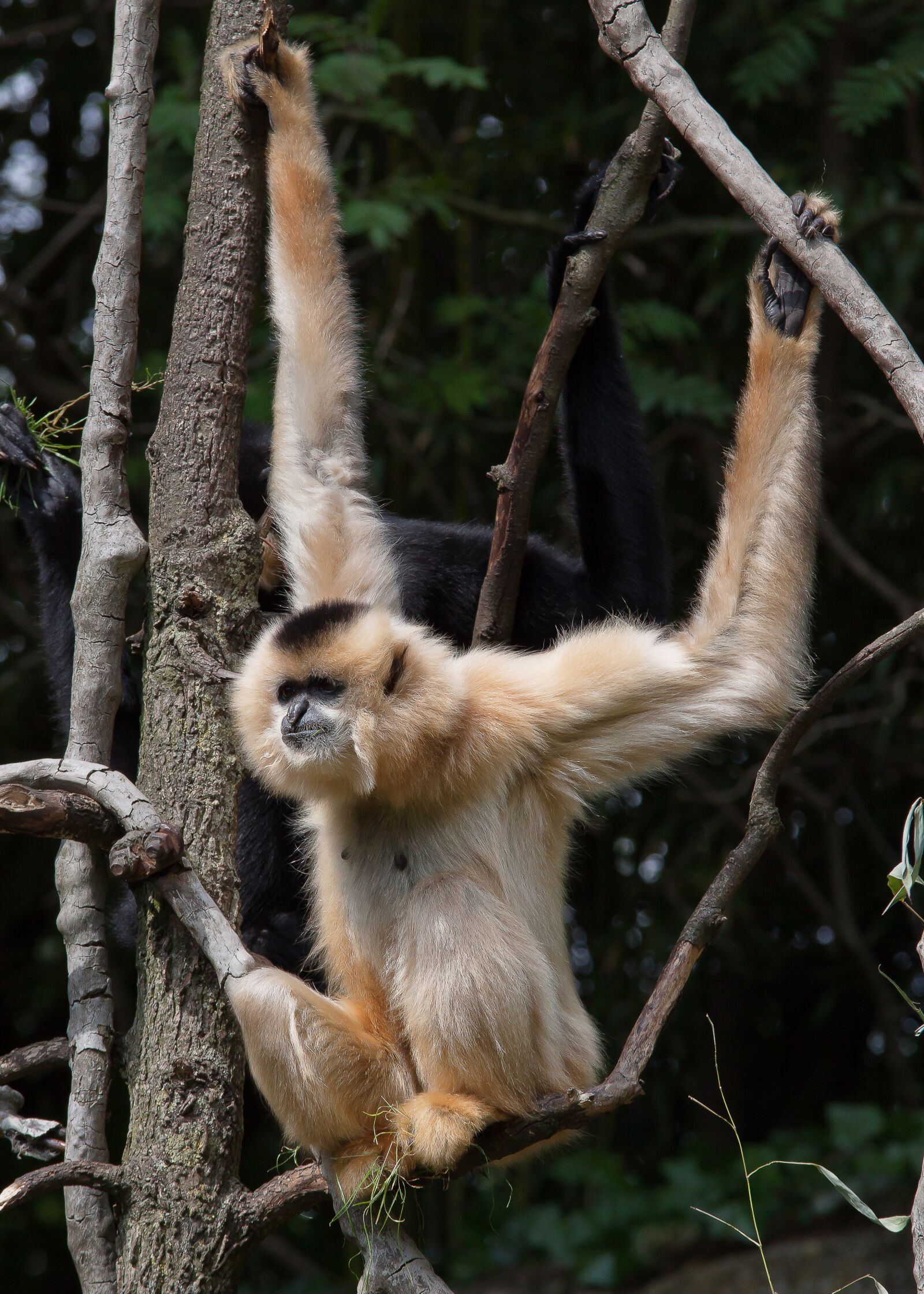 Canon EOS 50D sample photo. Monkey, tree, climb photography