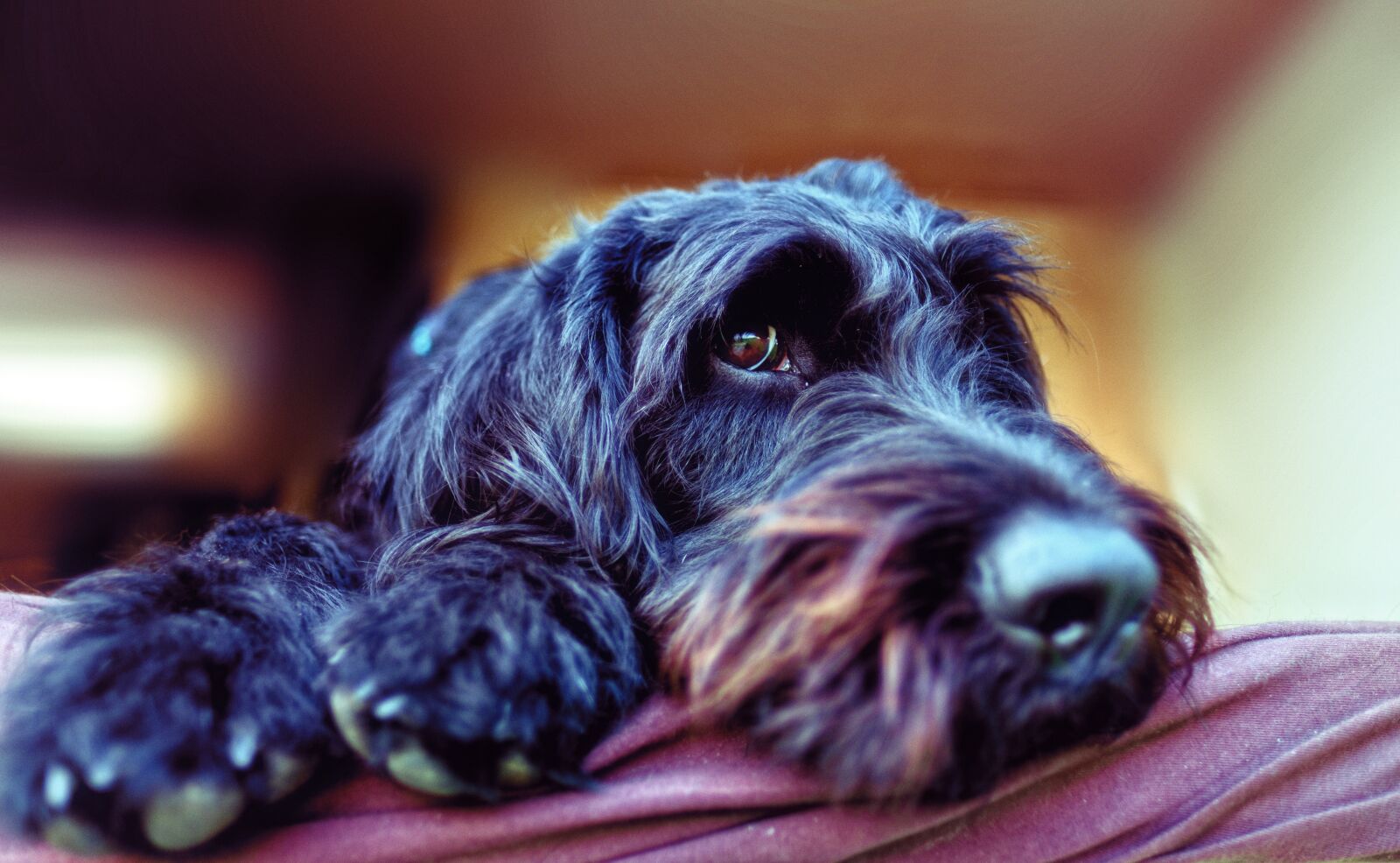 Fujifilm X-T2 sample photo. Dog, pet, labradoodle photography