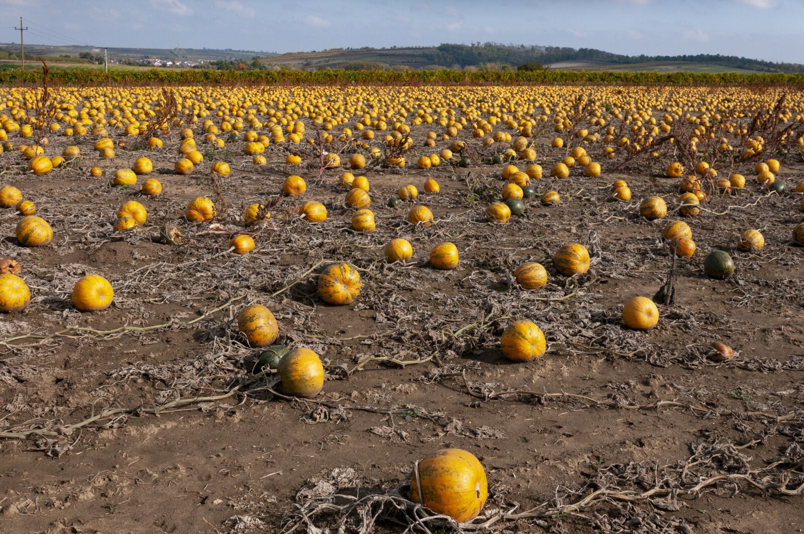 Nikon D300S sample photo. Field, pumpkin, autumn photography