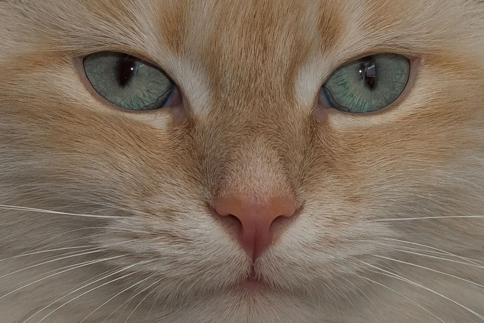 Nikon D750 sample photo. Cat, sacred birman, animal photography