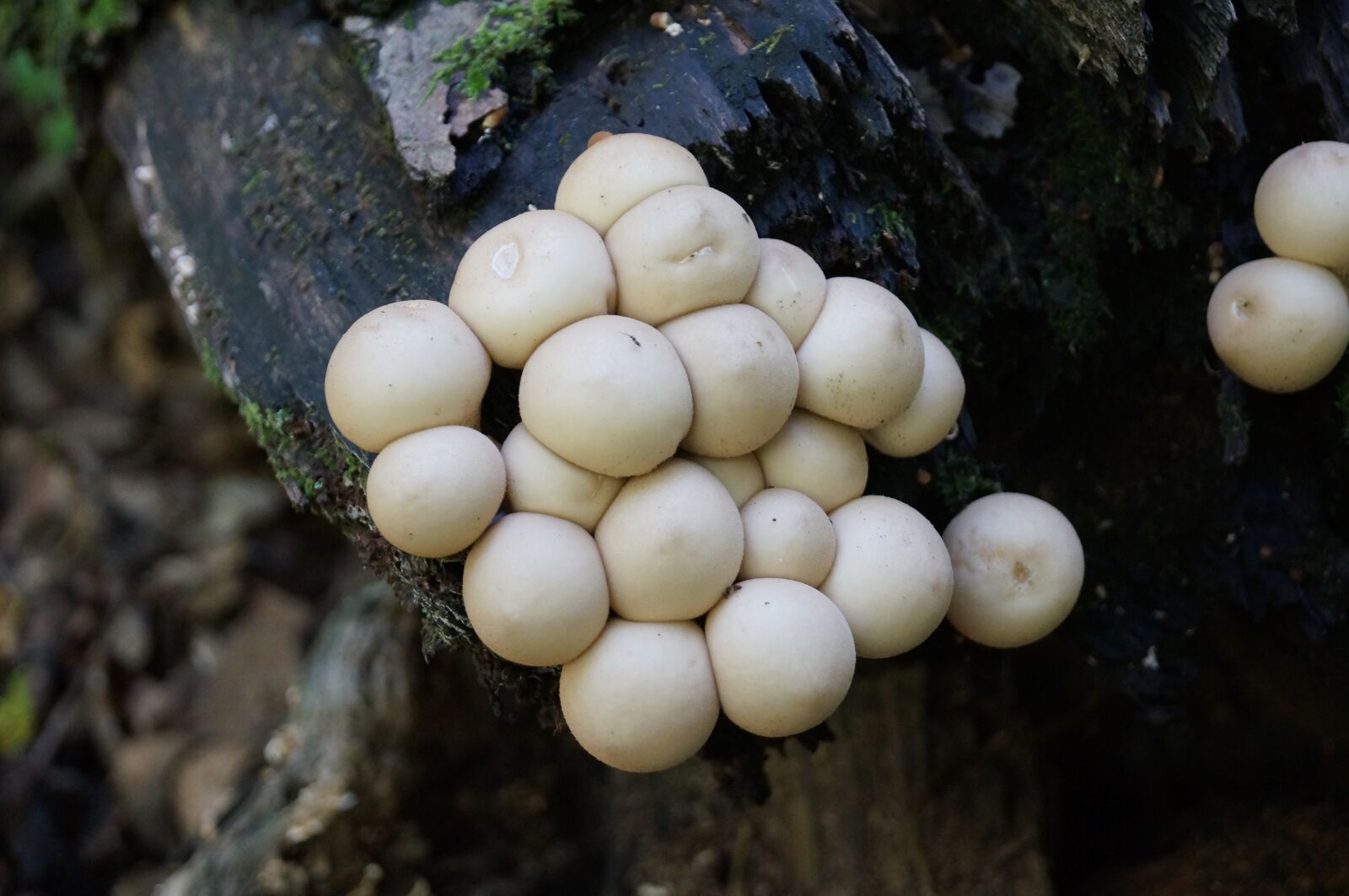 Sony SLT-A57 sample photo. Fungus, woods, mushroom photography