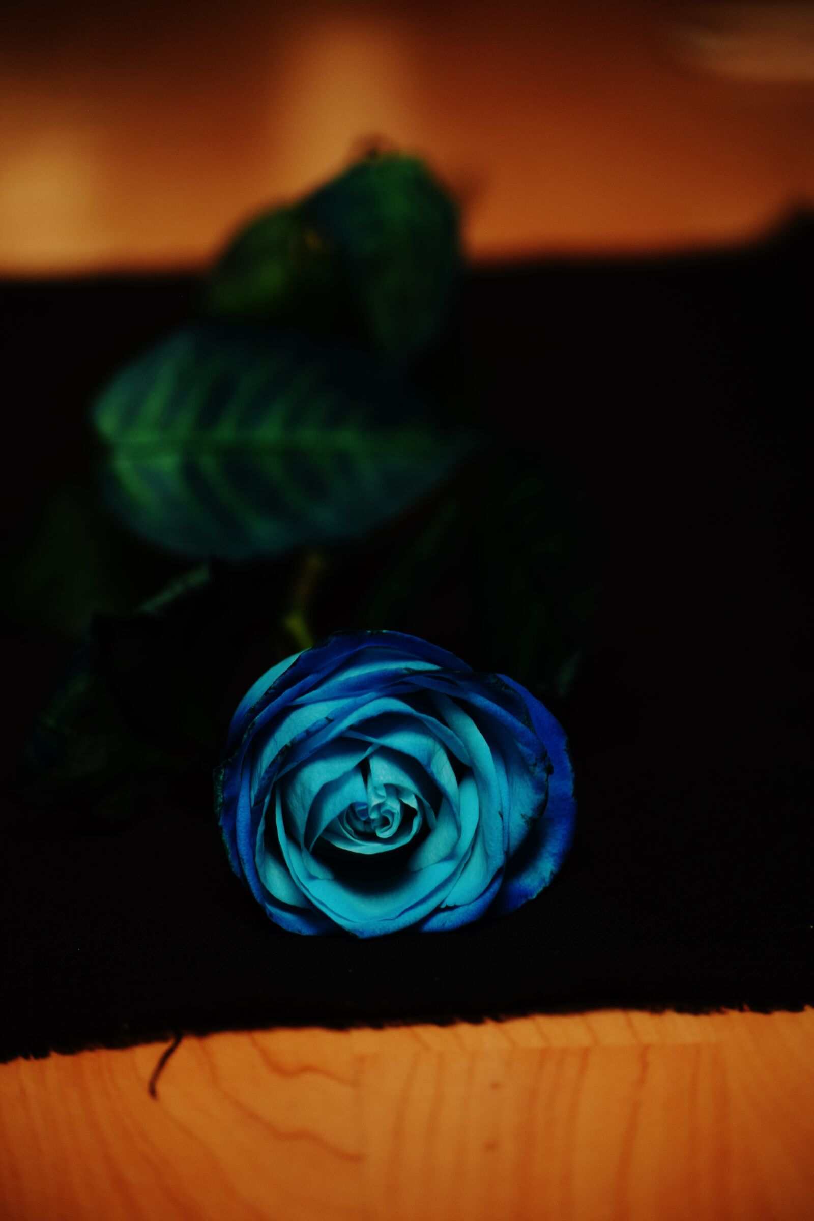 Nikon D3300 sample photo. Rose, blue, flower photography