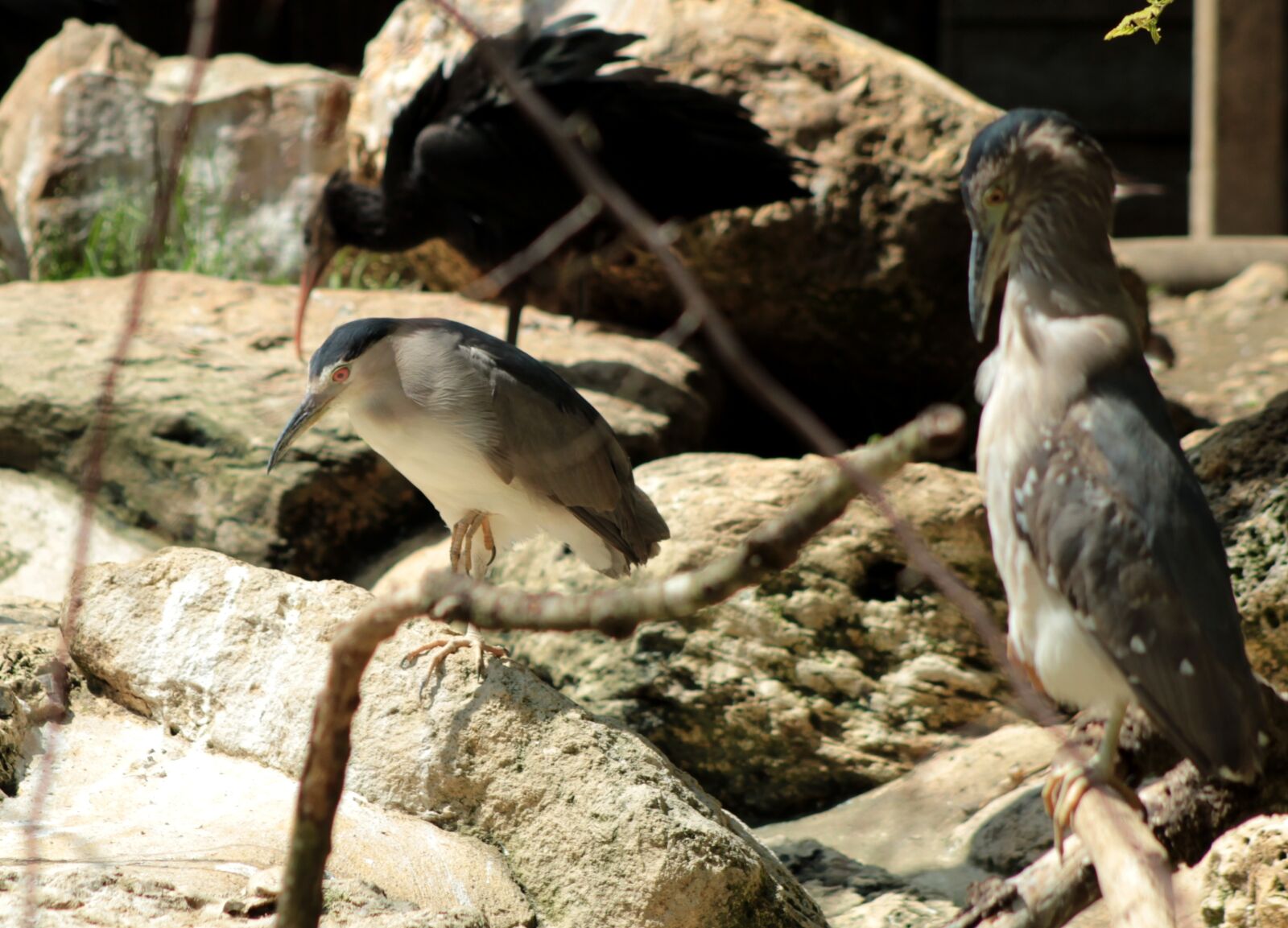 Canon EOS 600D (Rebel EOS T3i / EOS Kiss X5) sample photo. Bird, zoo, exotic photography