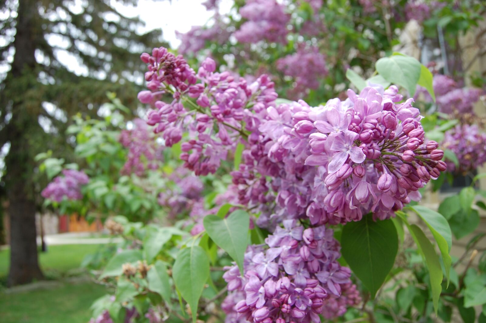 Nikon D40 sample photo. Flowers, plant, garden photography