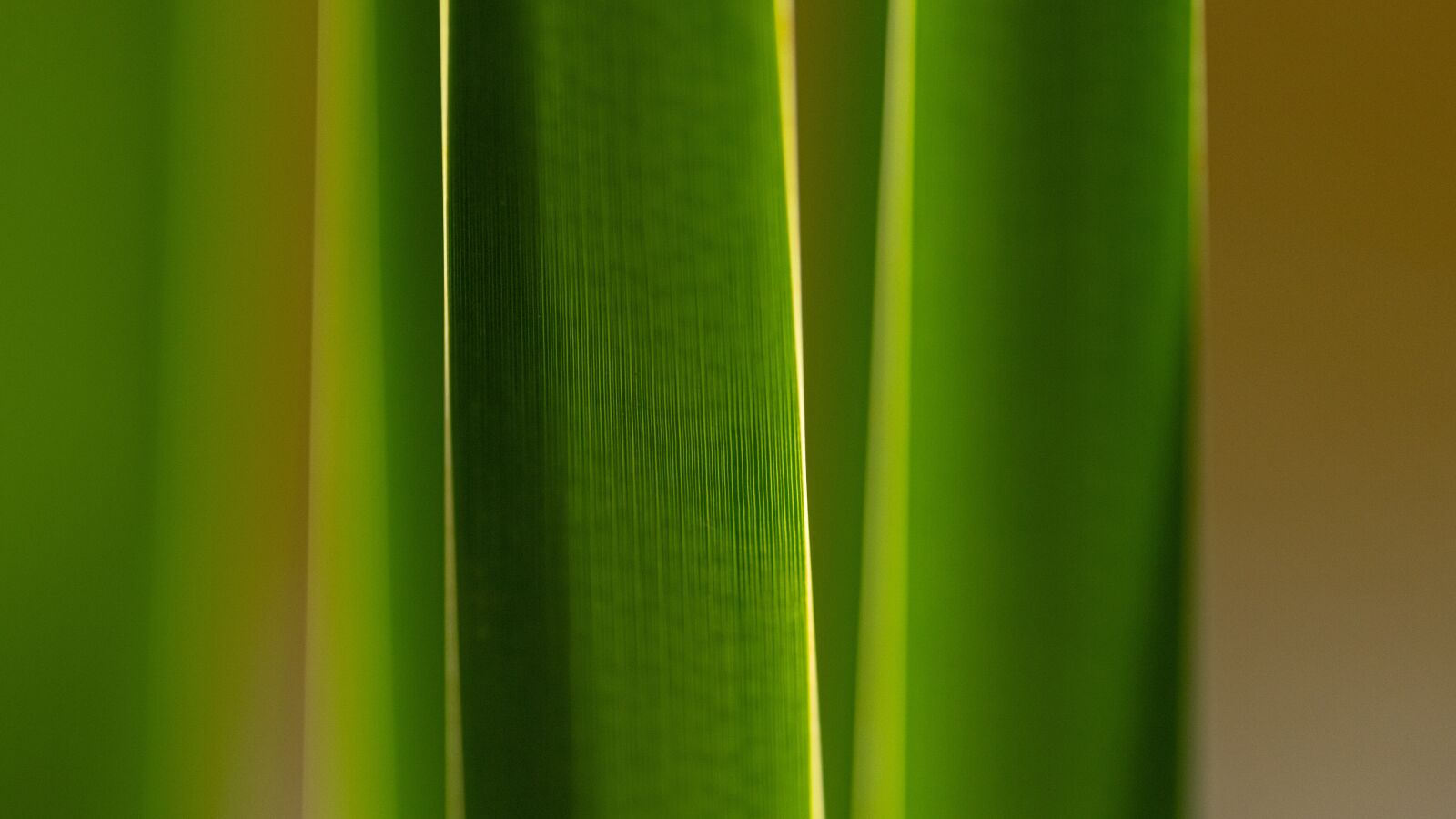 Nikon D850 sample photo. Reeds, abstract, line photography