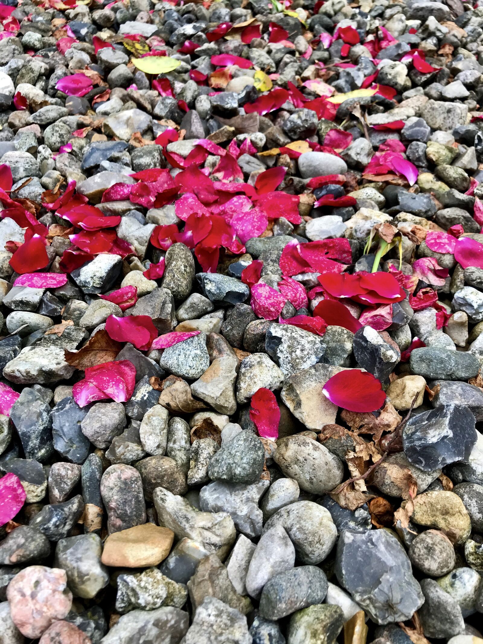 iPhone 7 back camera 3.99mm f/1.8 sample photo. Rose petals, stones, petals photography