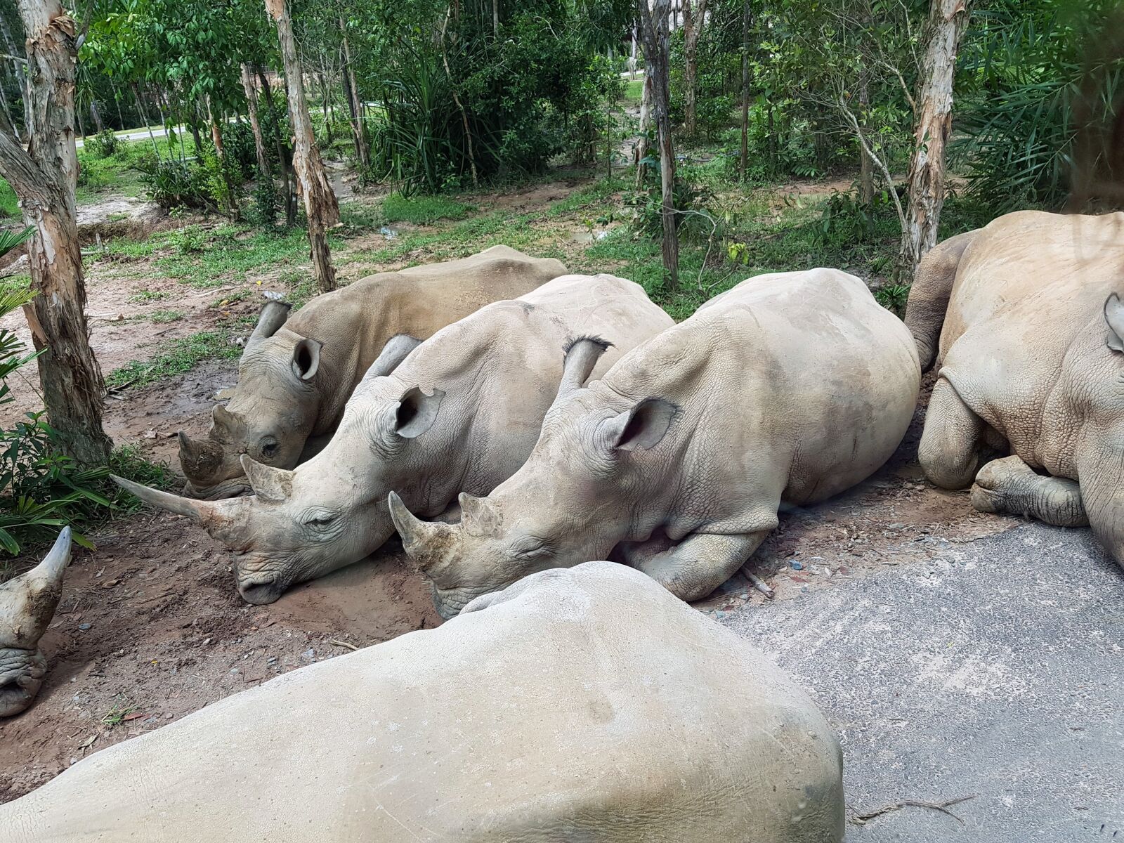 Samsung SM-G955F sample photo. Rhino, rhihon, safari photography