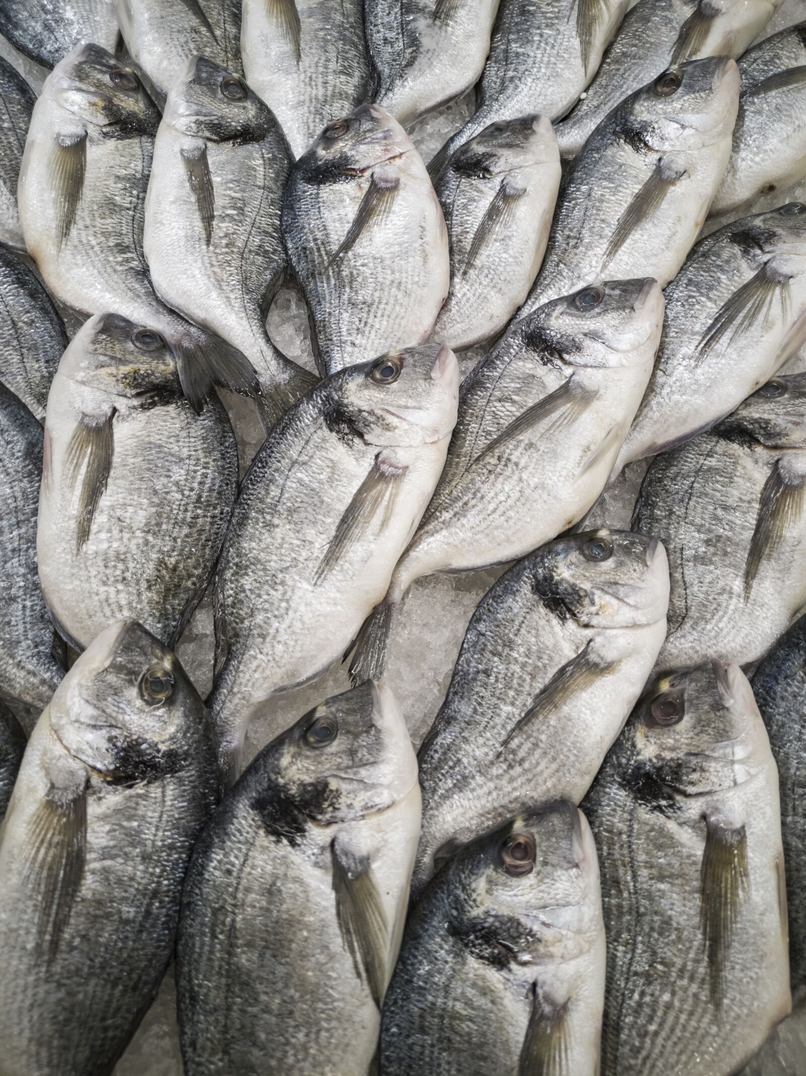HUAWEI CLT-L09 sample photo. Fish, fresh, food photography