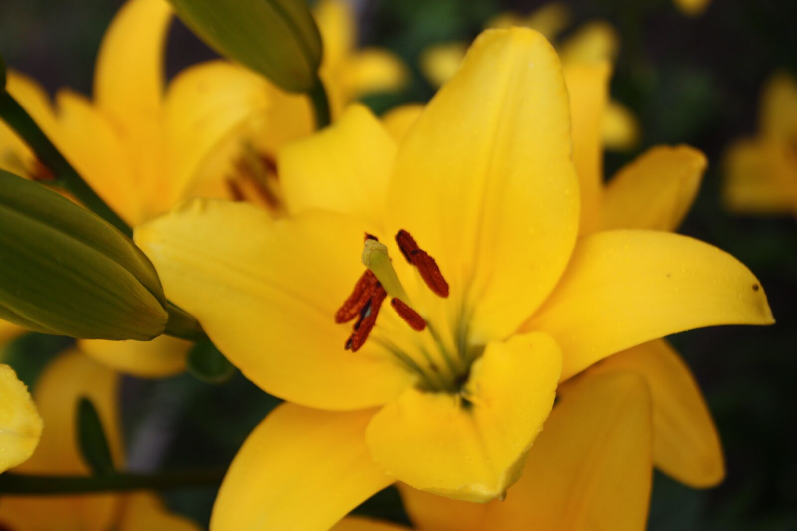 Canon EOS 450D (EOS Rebel XSi / EOS Kiss X2) sample photo. Lily, flowers, bloom photography