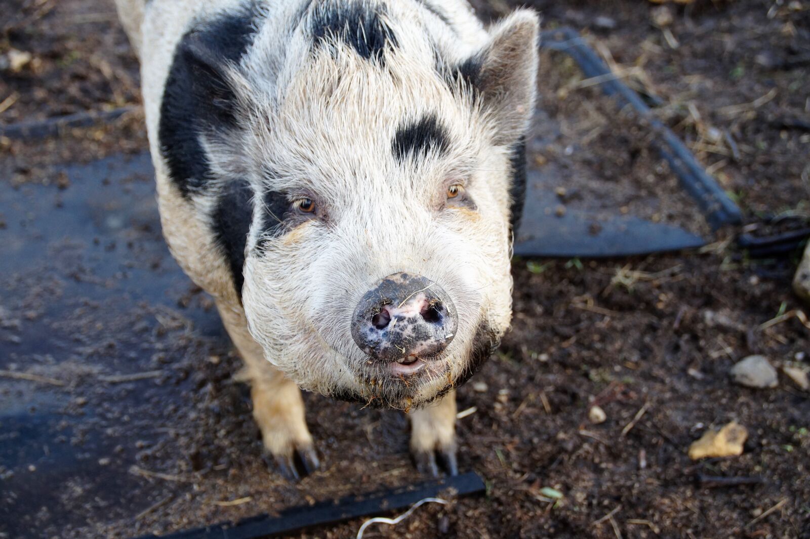 Sony SLT-A58 sample photo. Pig, spotted, farm photography