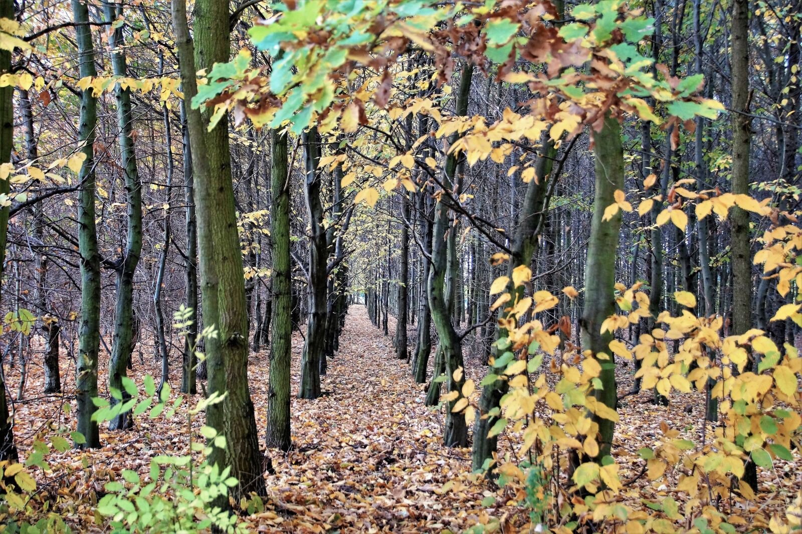 Sony SLT-A58 sample photo. Autumn, forest, deciduous photography